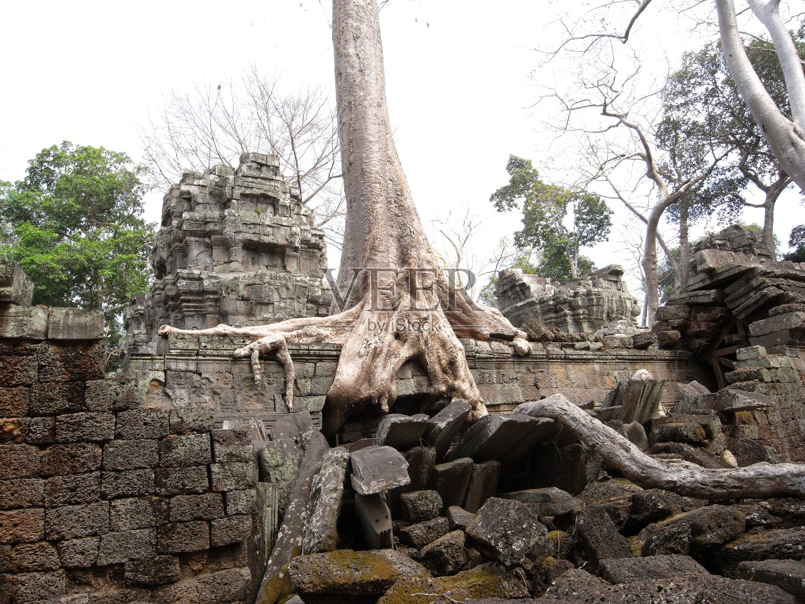 在暹粒的塔普罗姆寺被损坏的建筑。到2008年，大多数树根还没有被覆盖或保护。照片摄影图片