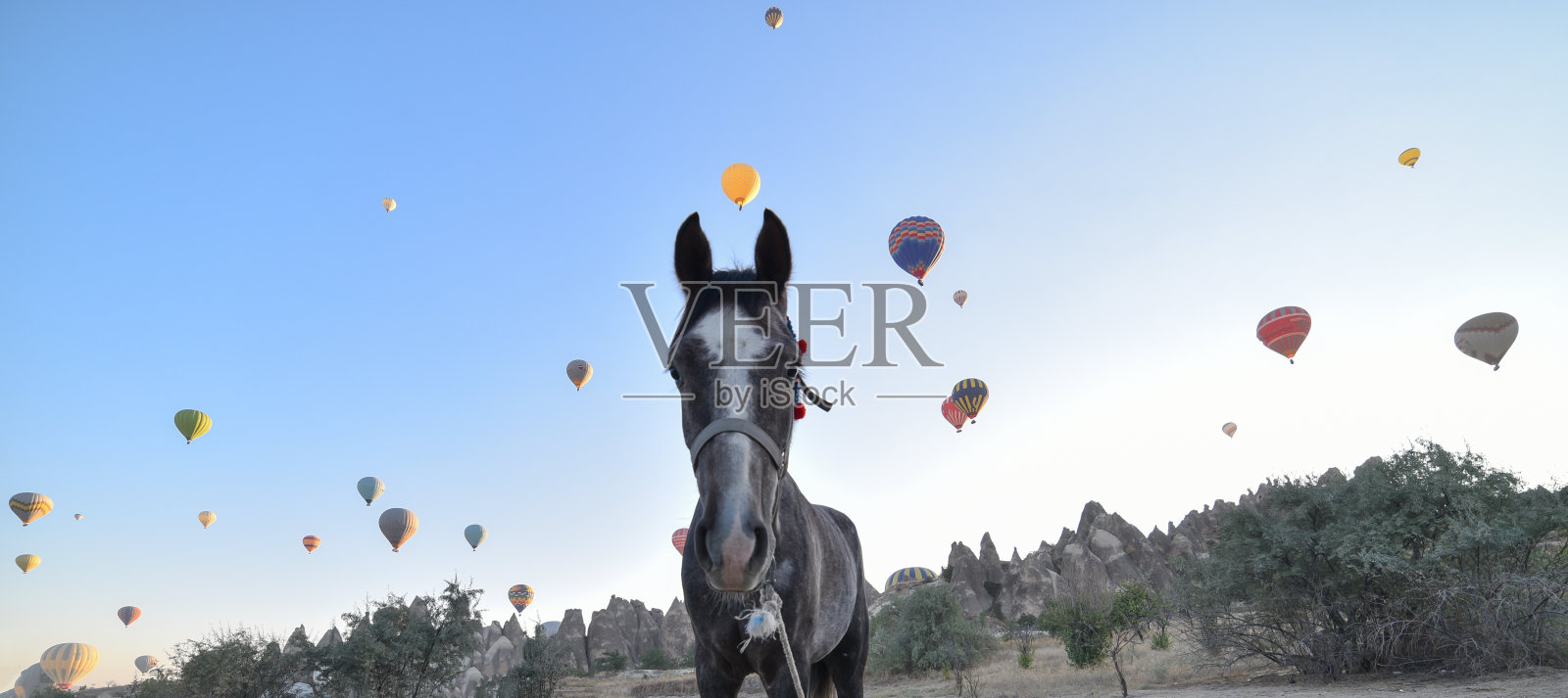 美丽的马国家卡帕多西亚照片摄影图片