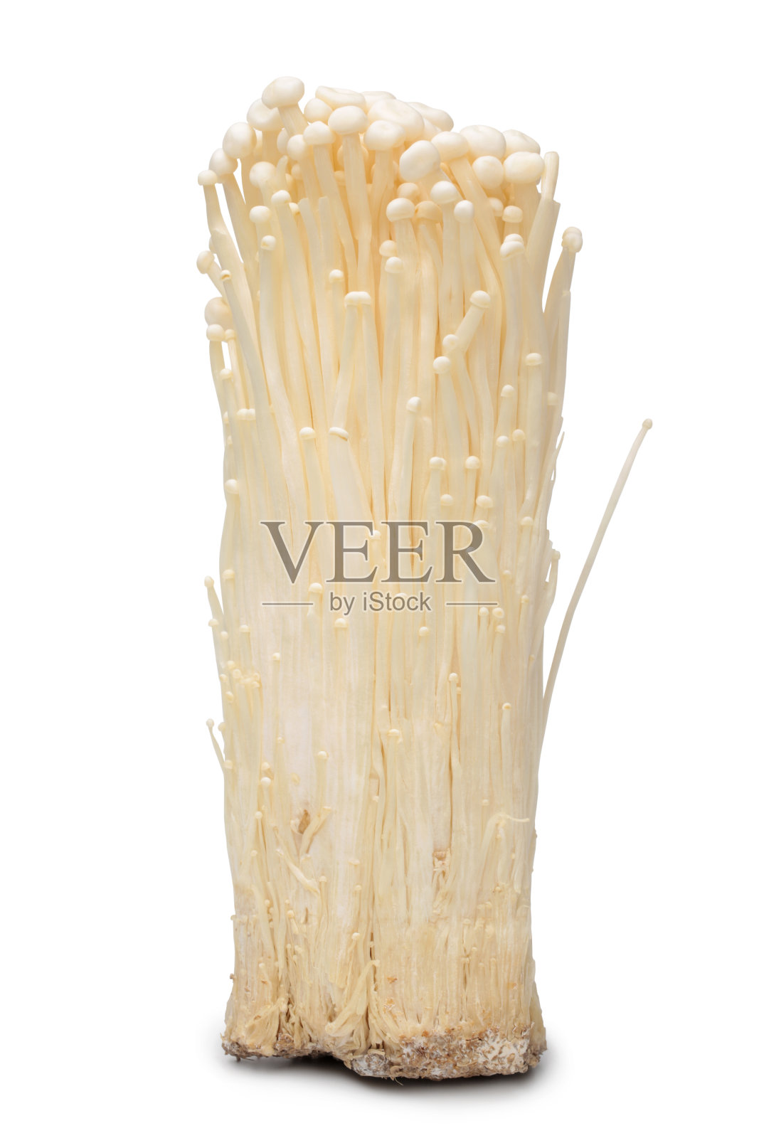 朴蘑蘑菇照片摄影图片