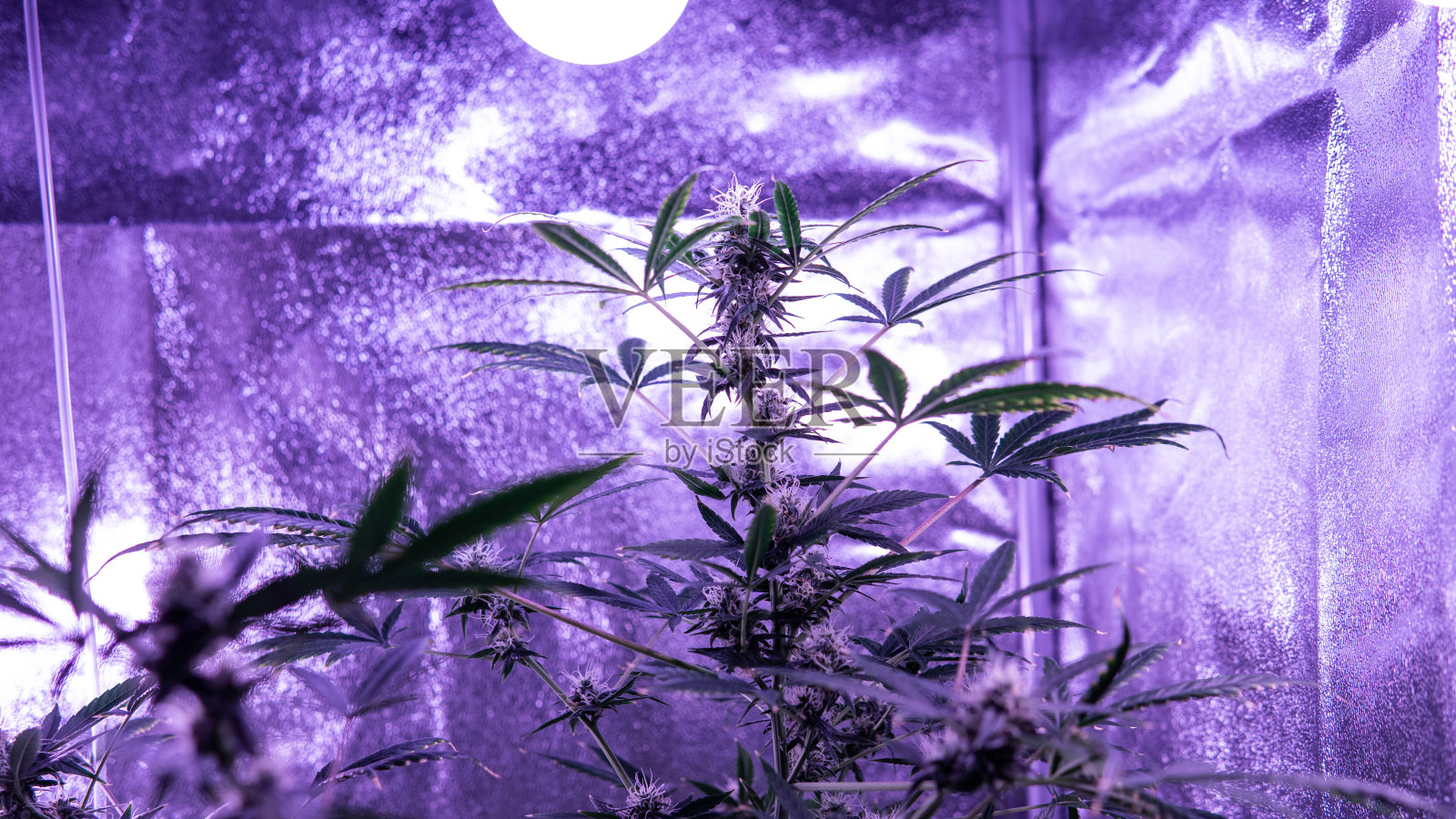 室内的大麻花蕾。种植医用大麻2019照片摄影图片