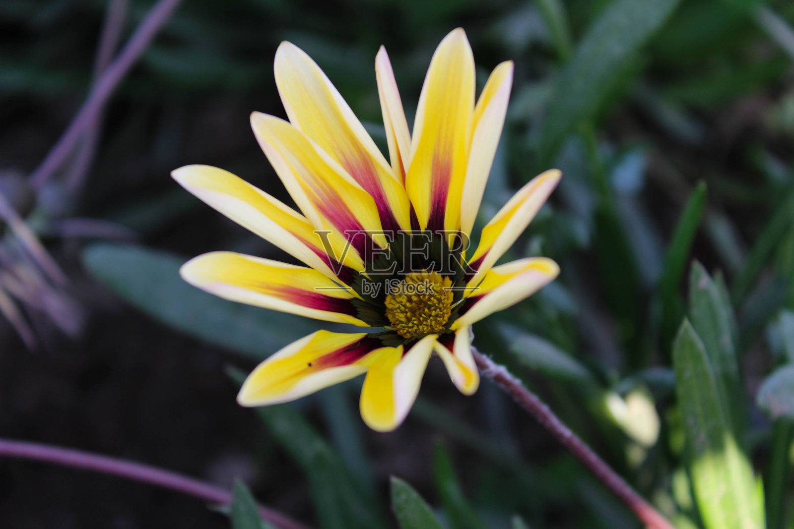 新亚洲花照片摄影图片