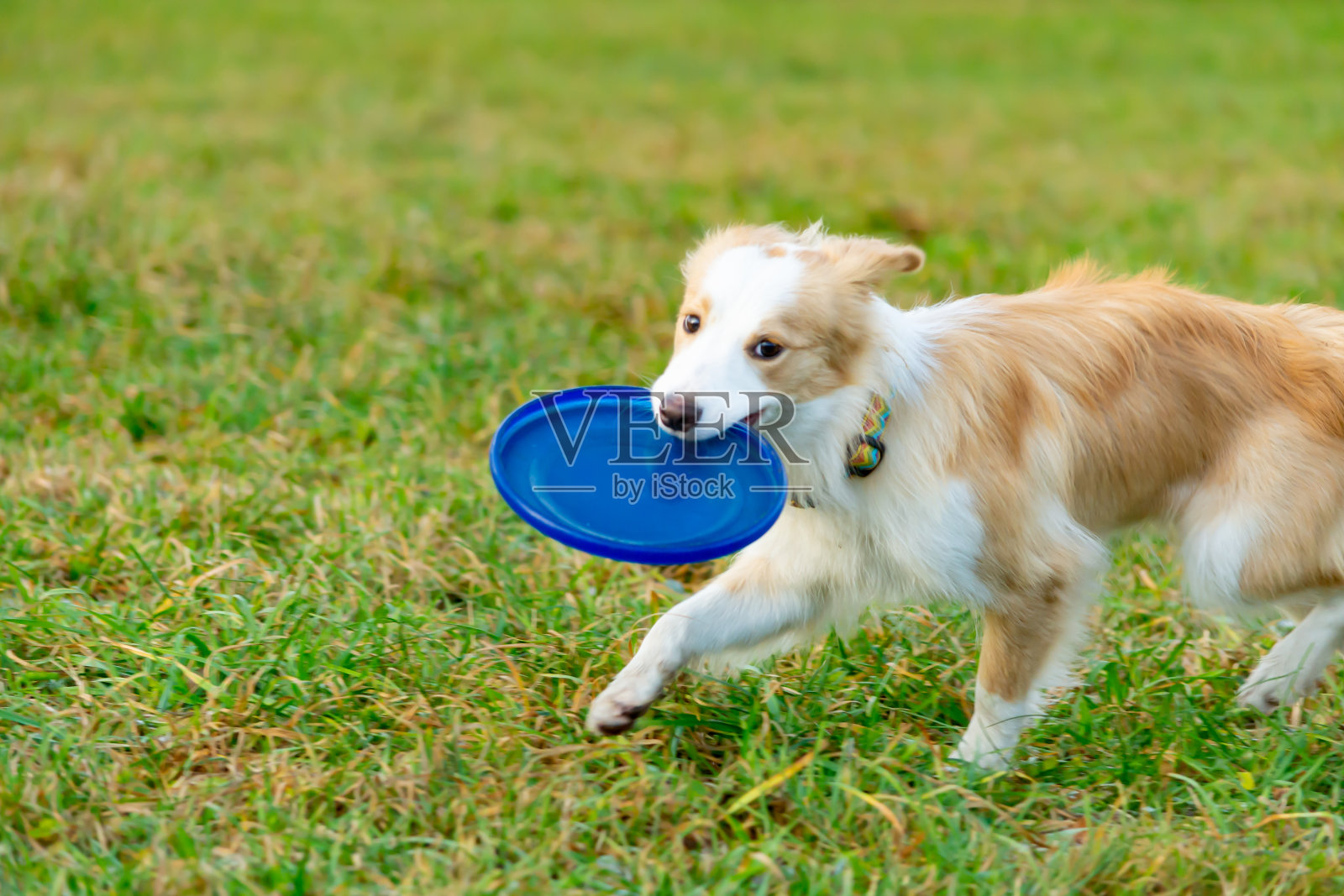 边境牧羊犬。狗接住了飞盘。宠物和主人一起玩。照片摄影图片