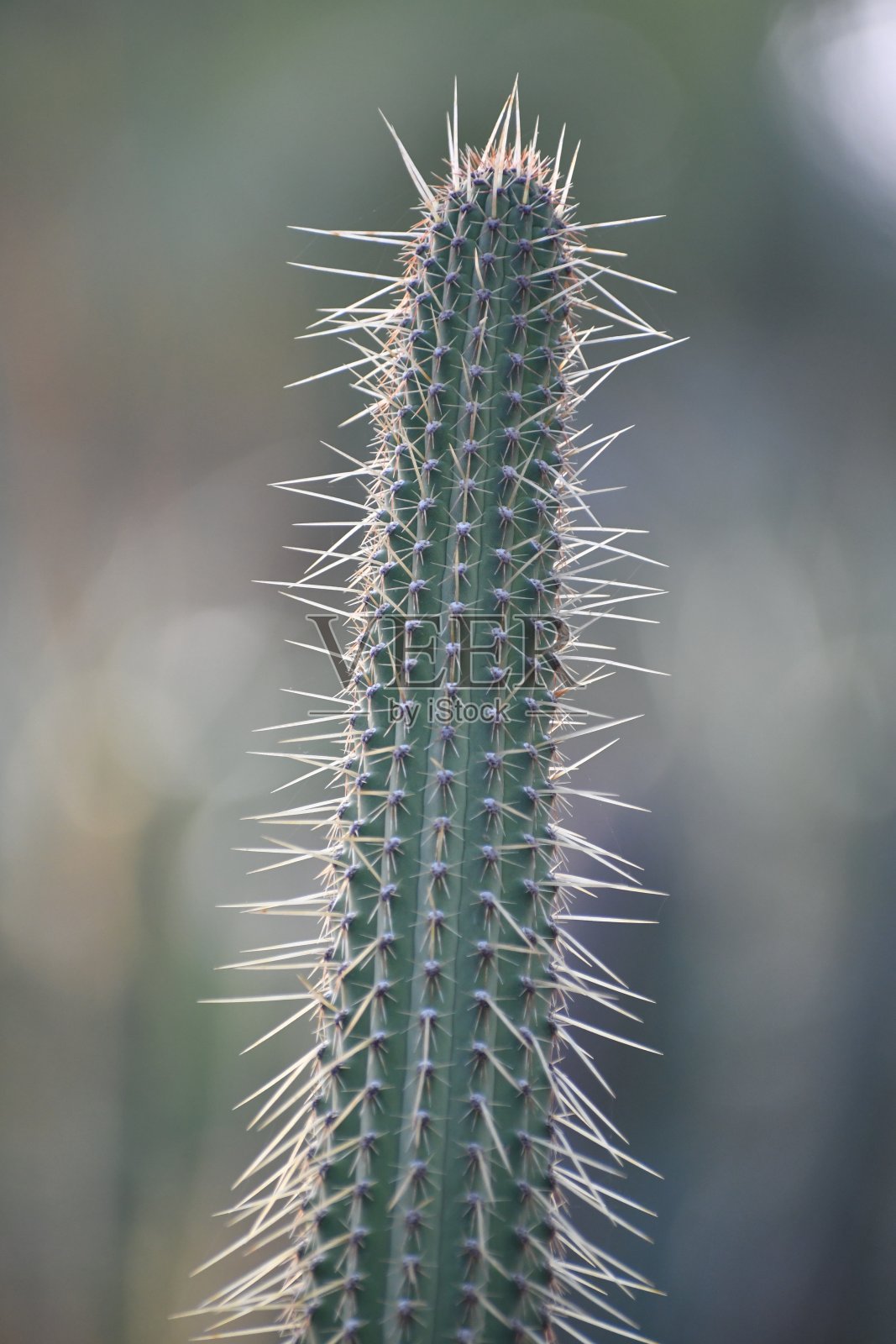 阳光照射的仙人掌照片摄影图片