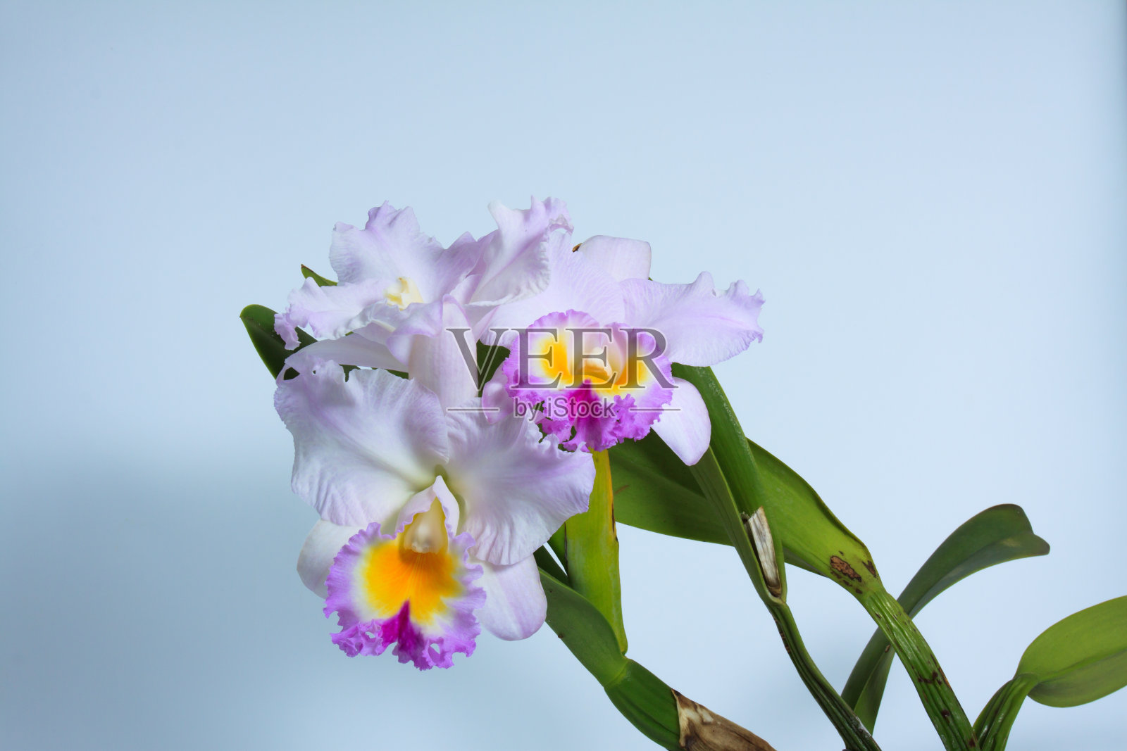 洋兰,兰花,花照片摄影图片