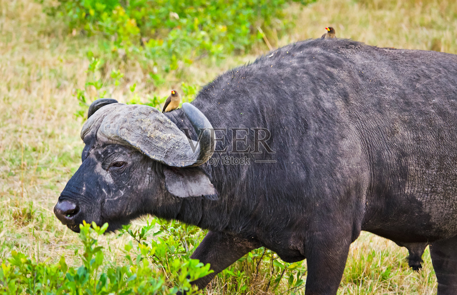 非洲水牛。非洲有蹄类动物，牛的亲戚。角wi照片摄影图片
