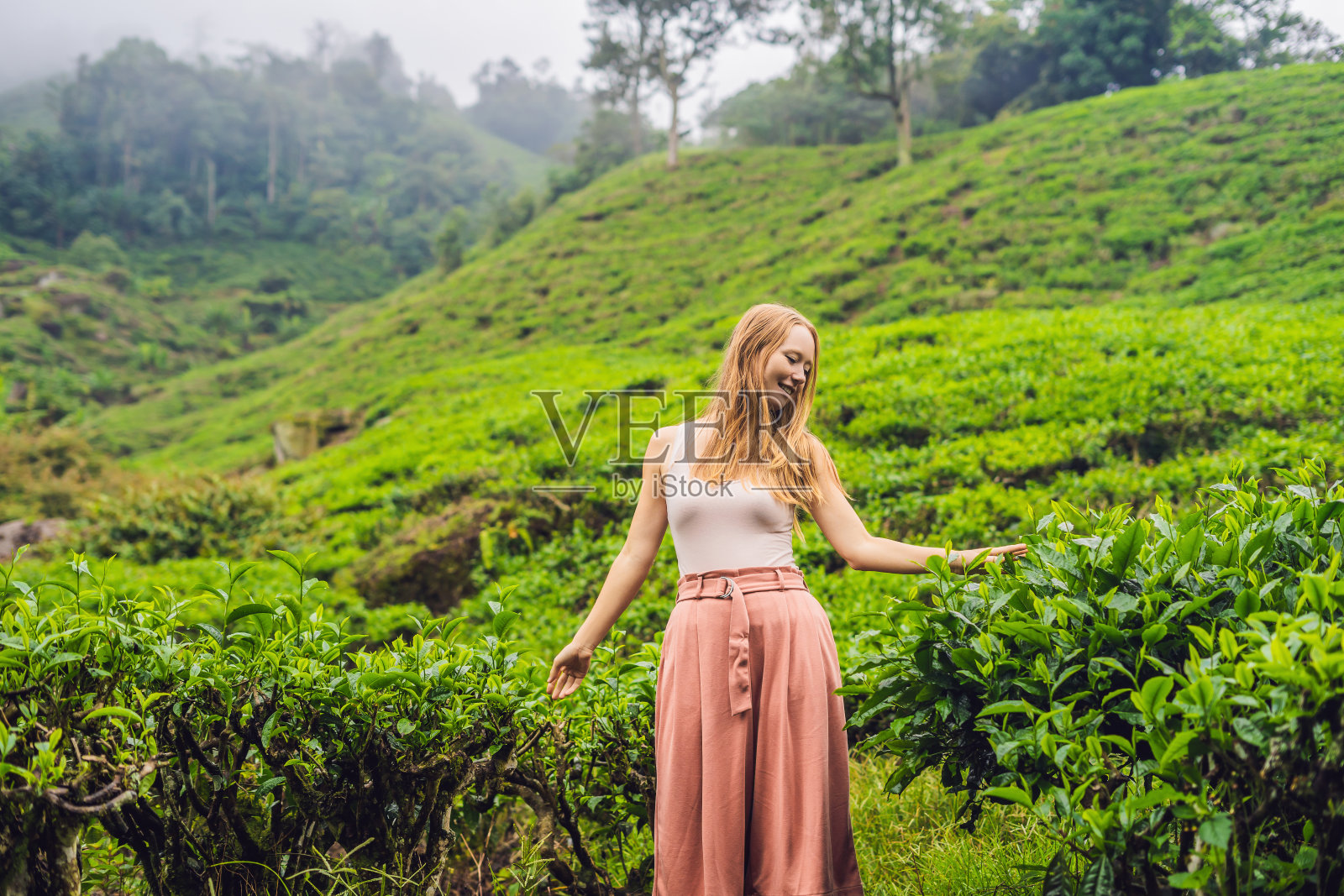 茶园里的女游客。马来西亚金马伦高地茶园的新鲜茶叶。生态旅游的概念照片摄影图片