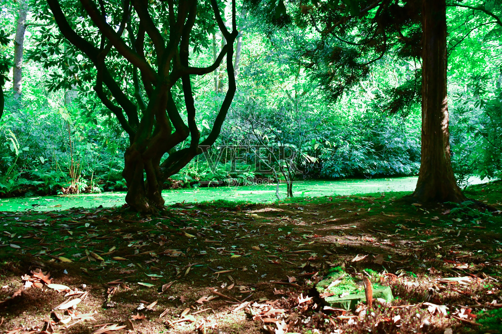 在豪格的绿色森林背景照片摄影图片