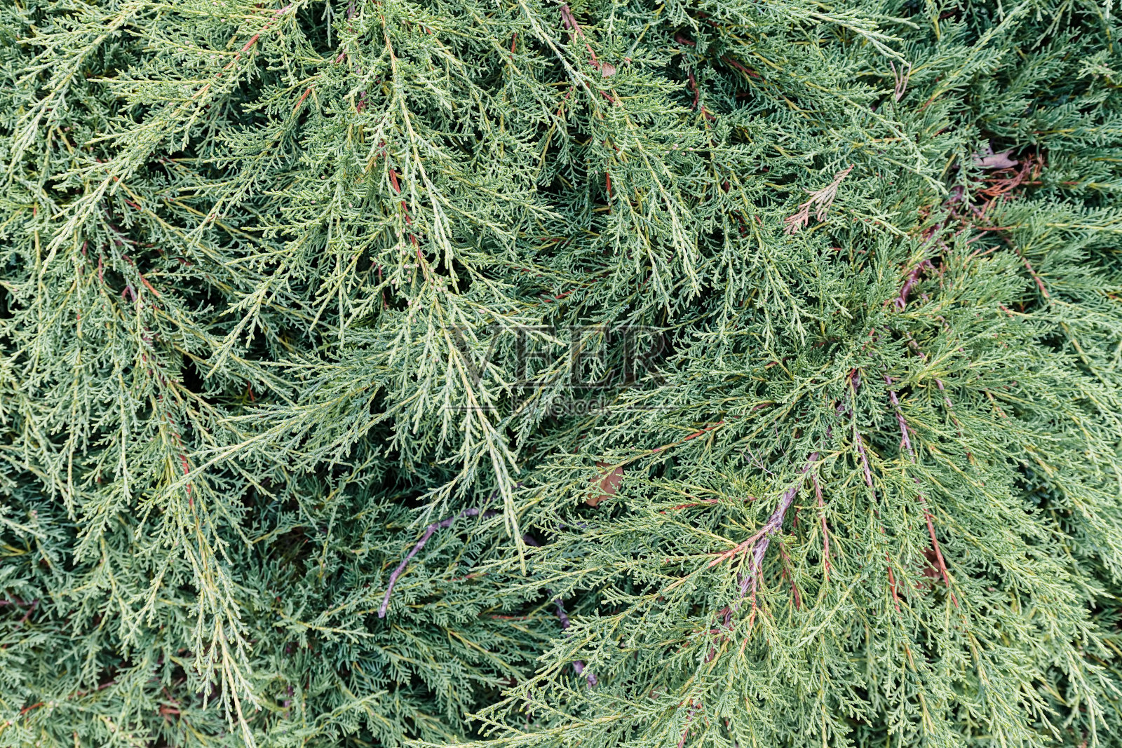 常青树的树枝照片摄影图片