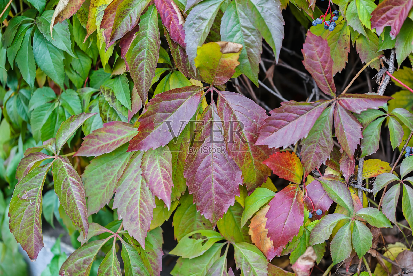 丰富多彩的秋叶照片摄影图片