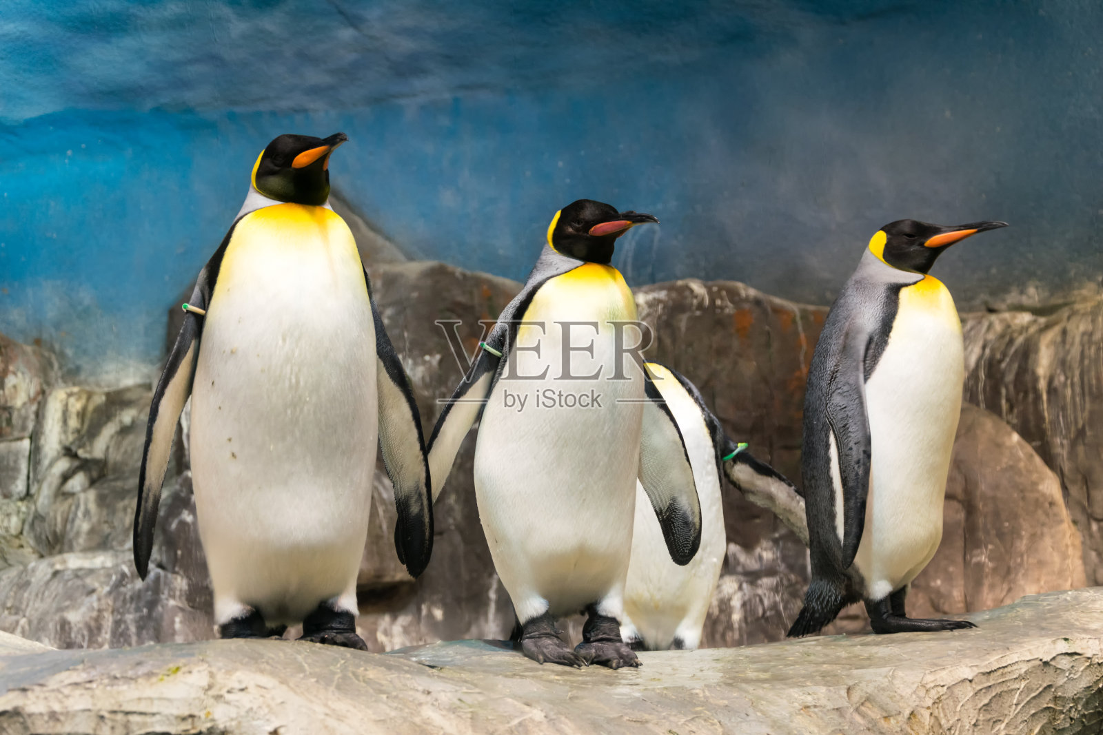 企鹅照片摄影图片