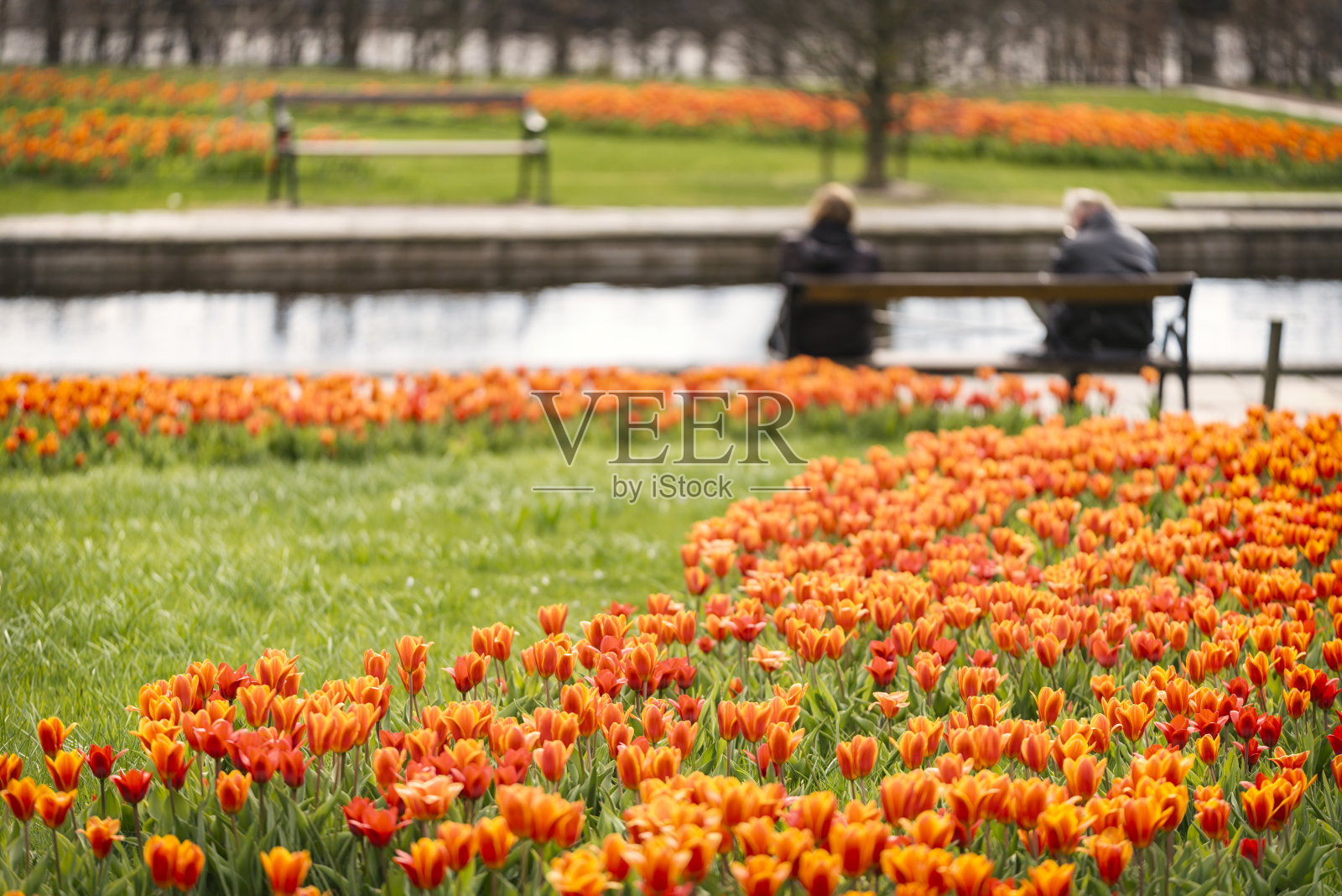 公园里的郁金香和池塘照片摄影图片