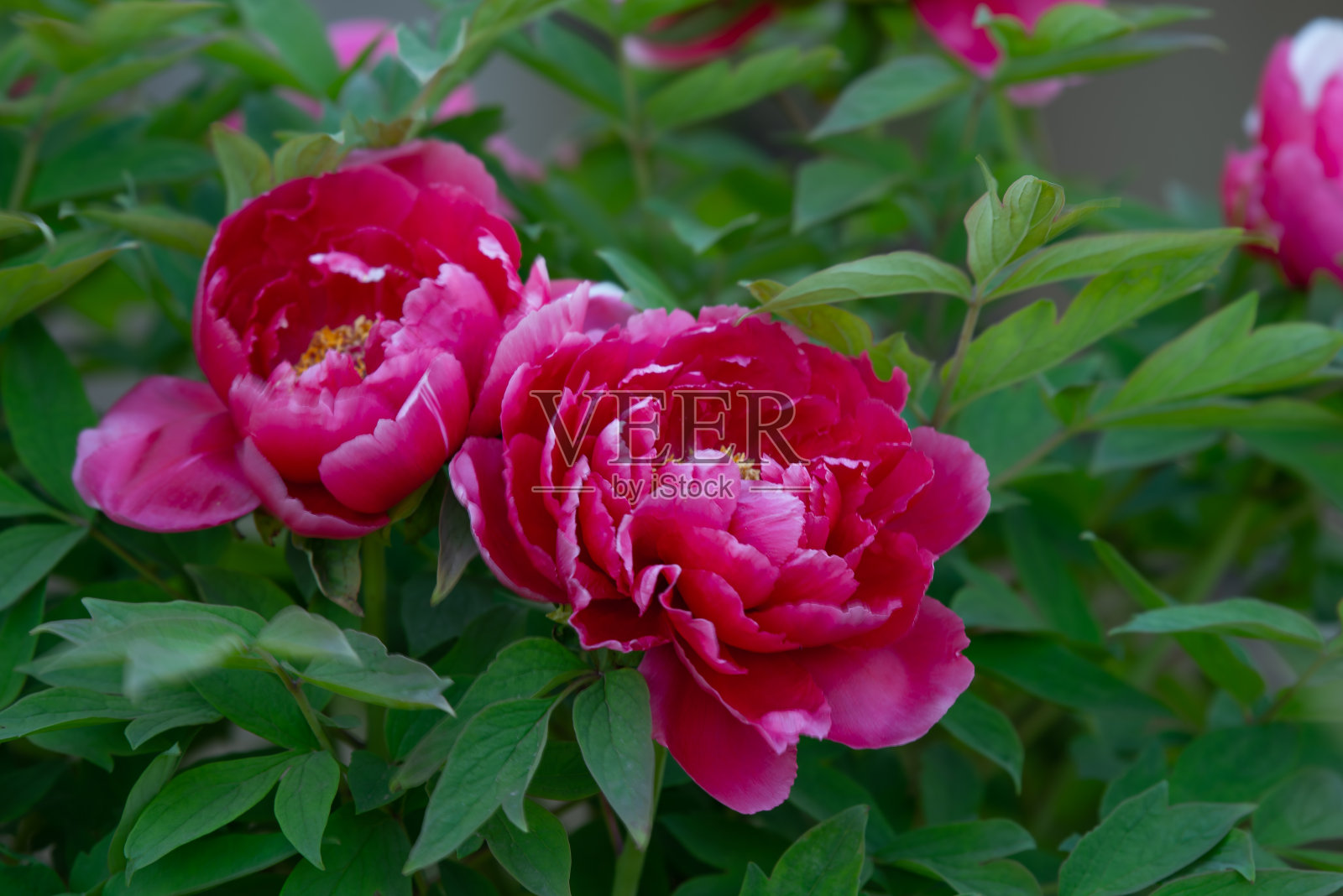 春浓牡丹照片摄影图片