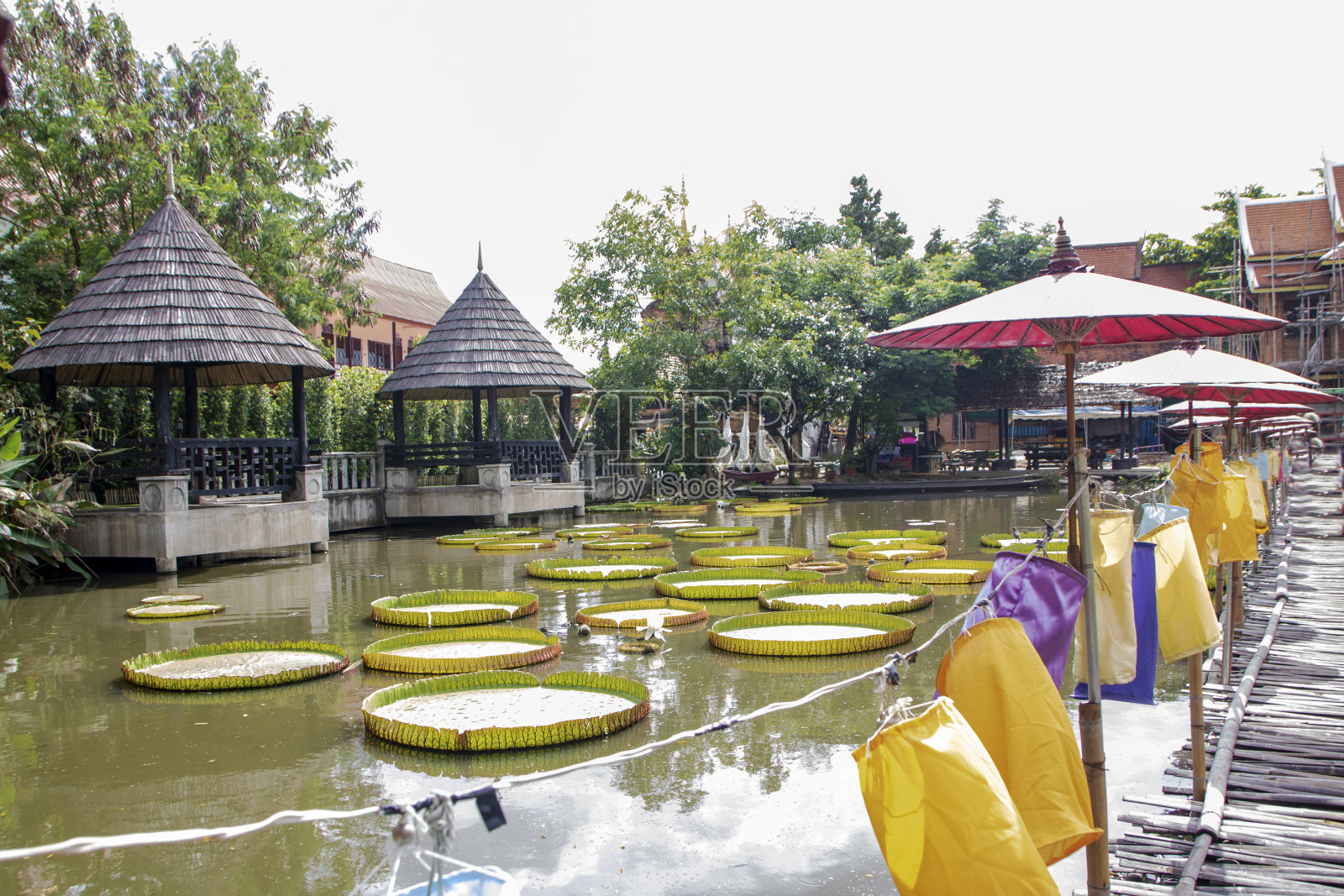 什么张泰姆照片摄影图片