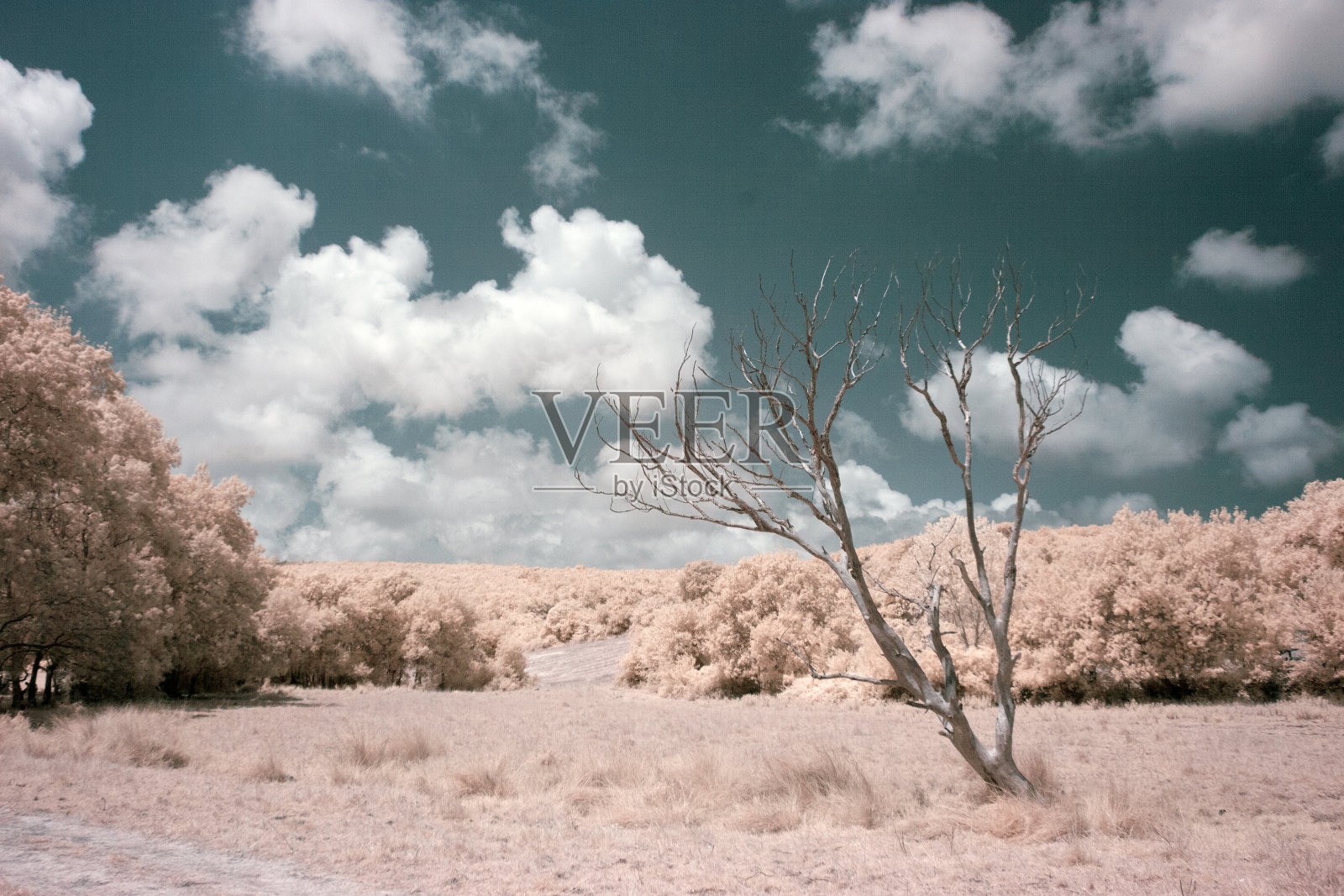 超现实的红外景观照片摄影图片