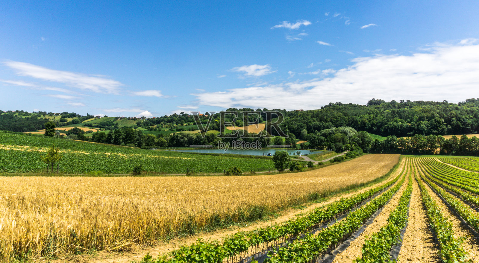 农业景观有引线和一个池塘照片摄影图片