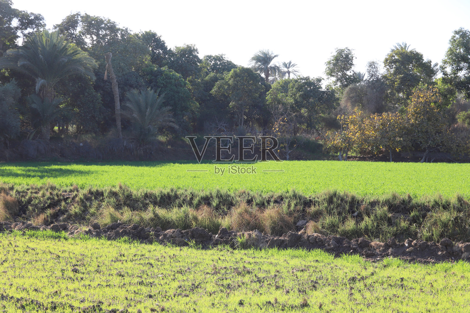 种植园与树木照片摄影图片