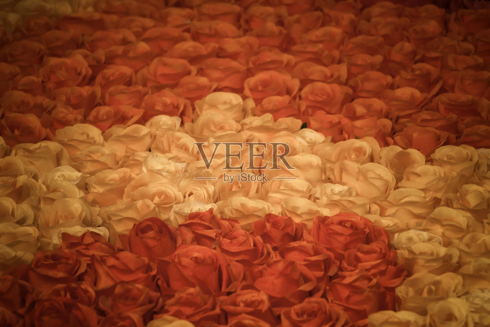 玫瑰，春天绽放大自然的美照片摄影图片