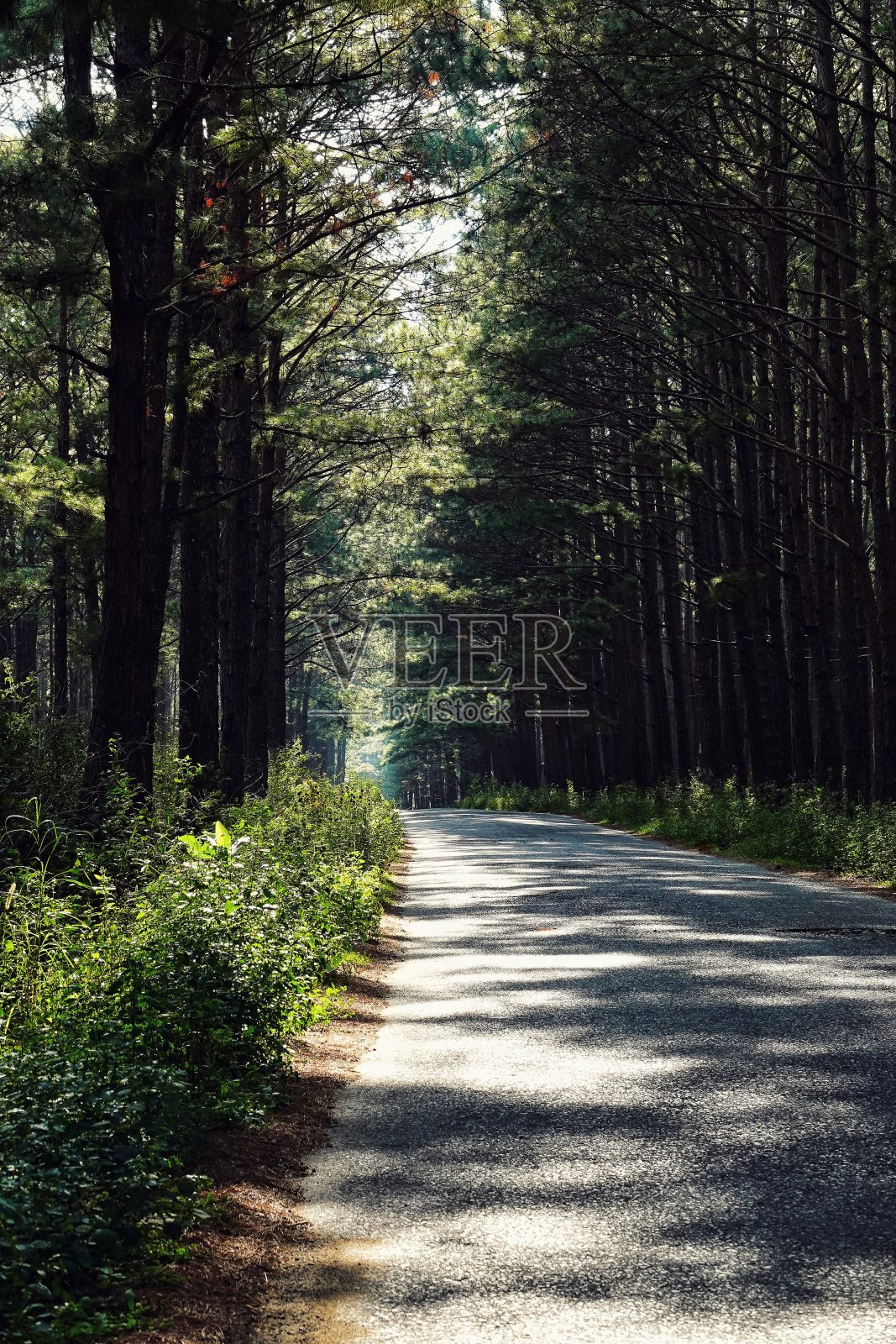 农村道路照片摄影图片