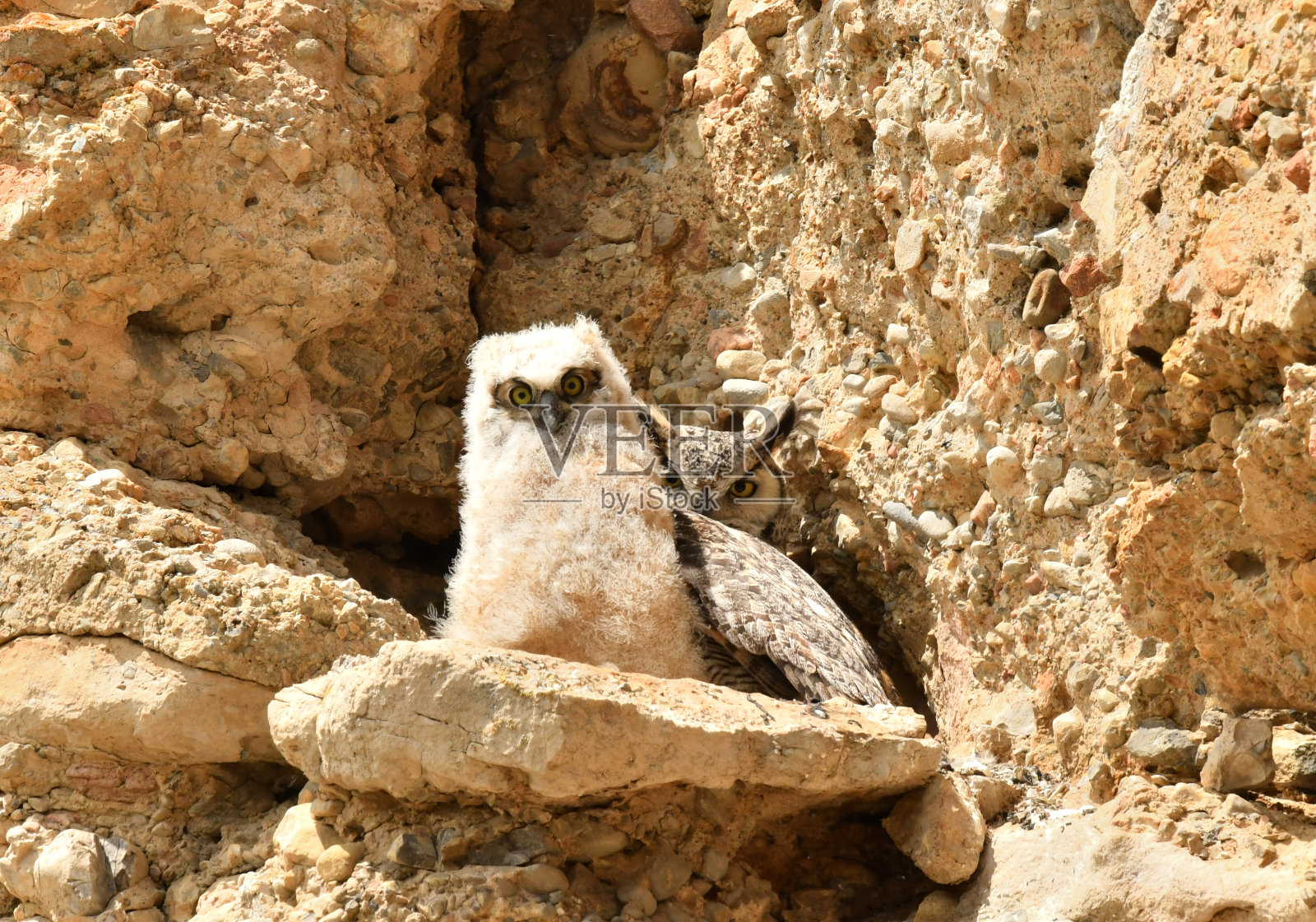 大角鸮照片摄影图片