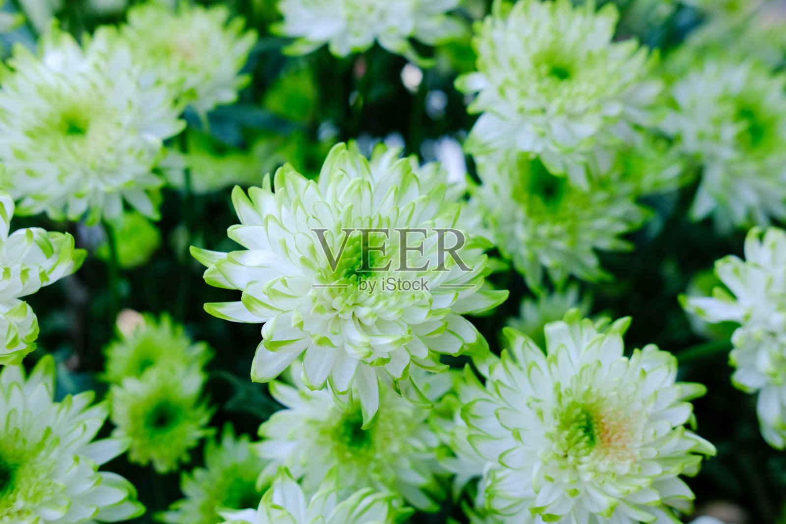 花园里的白色菊花。开花植物照片摄影图片