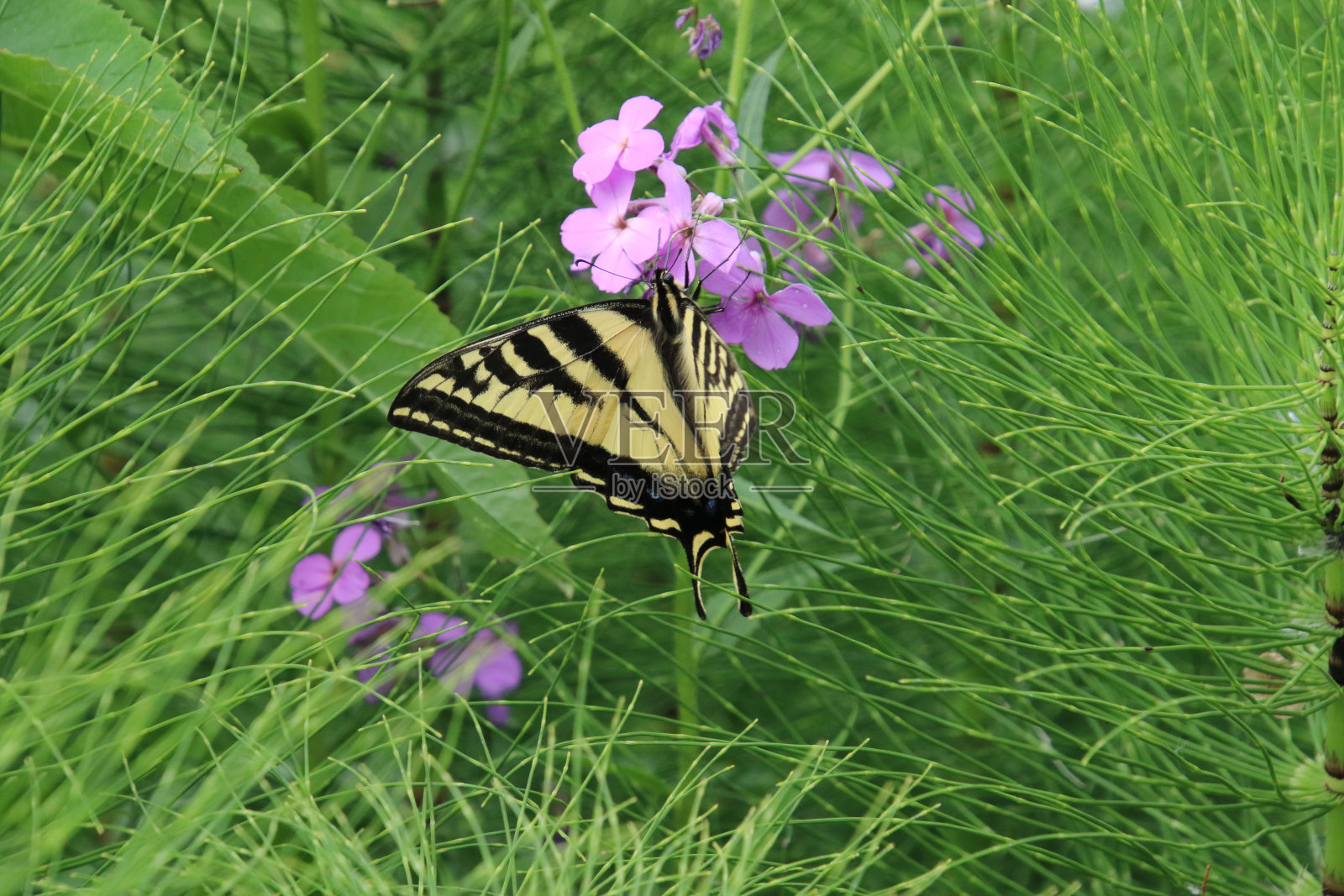 一只黑脉金斑蝶坐在一朵粉红色的花上照片摄影图片