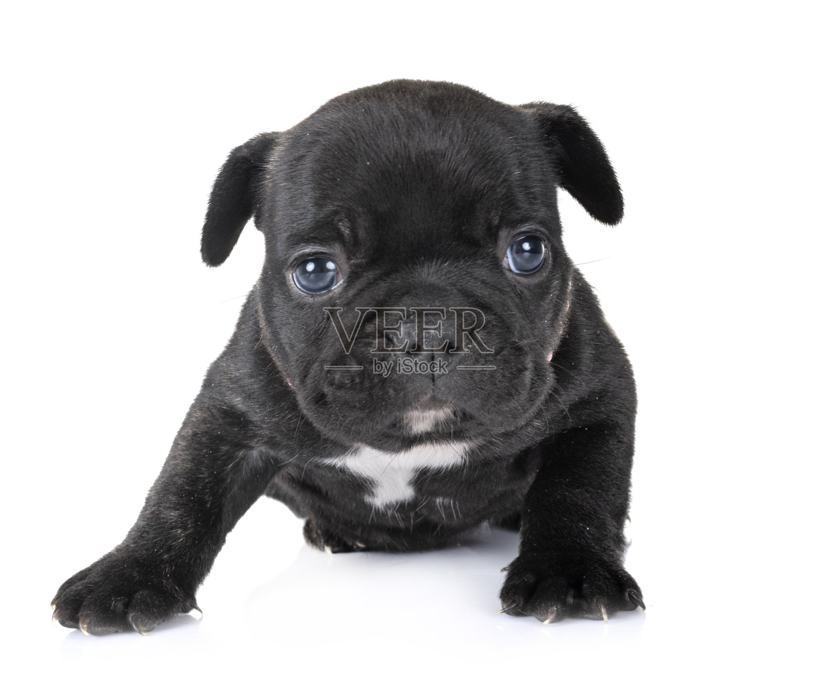 小狗法国斗牛犬照片摄影图片