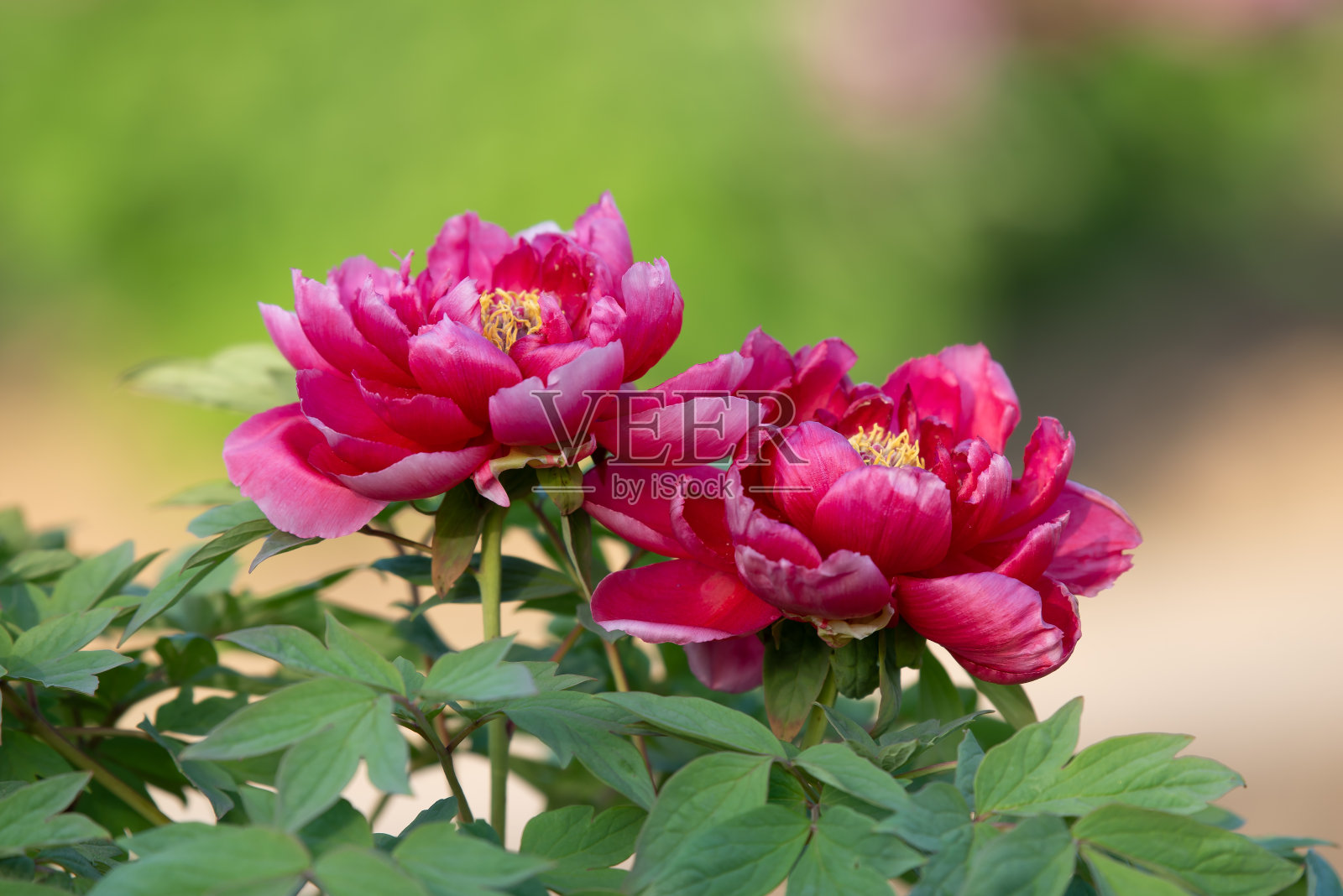 春浓牡丹照片摄影图片