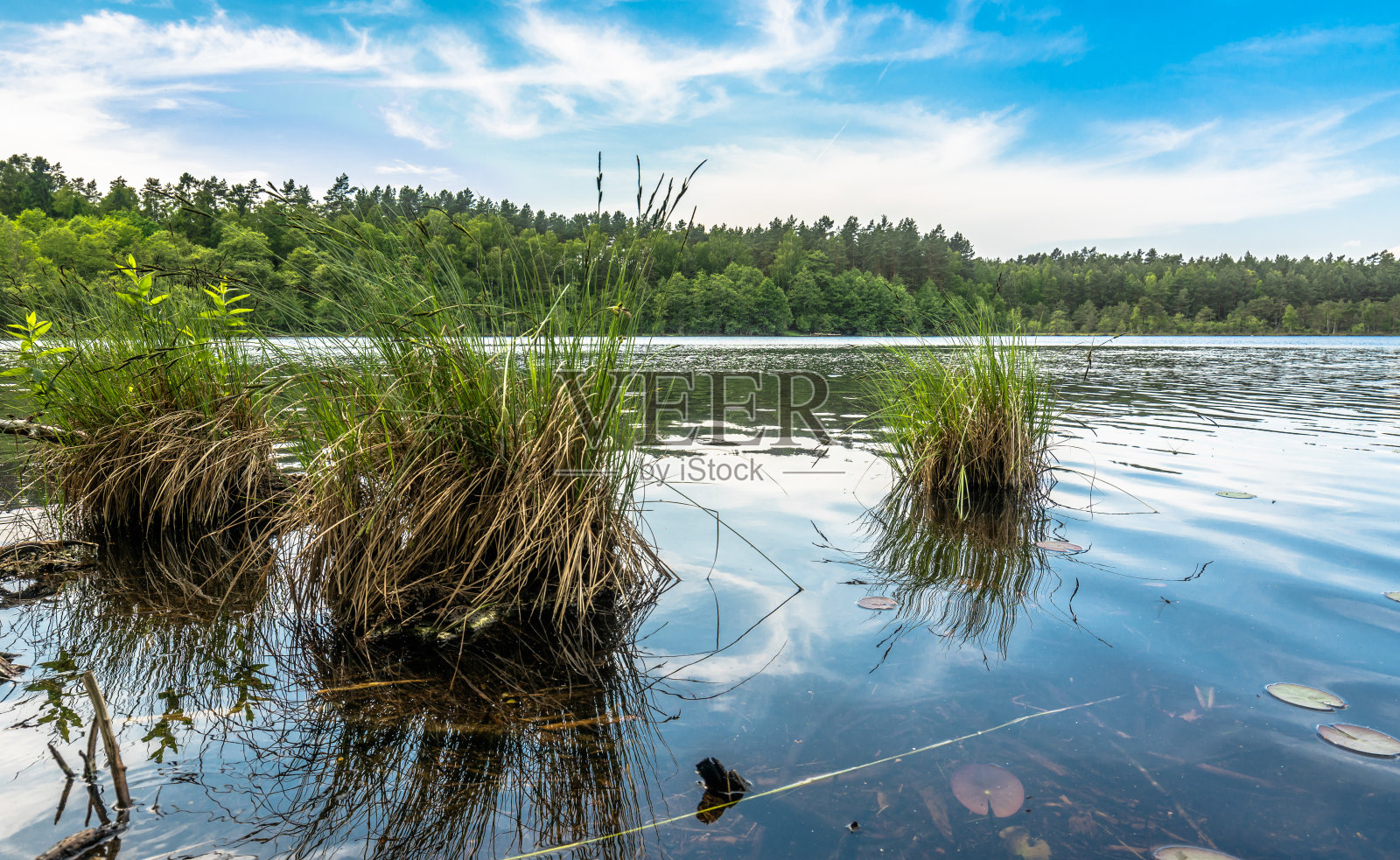 阳光明媚的夏季景观湖在森林中照片摄影图片