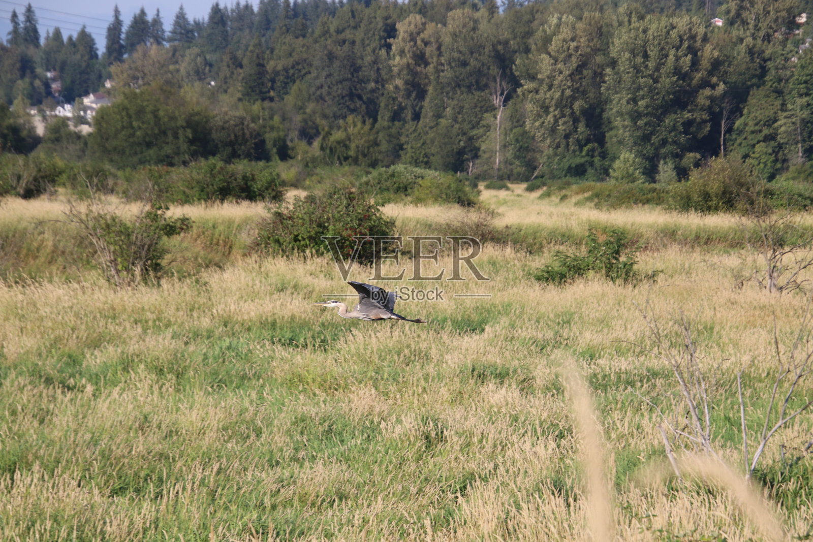 一只大蓝鹭飞过草地照片摄影图片