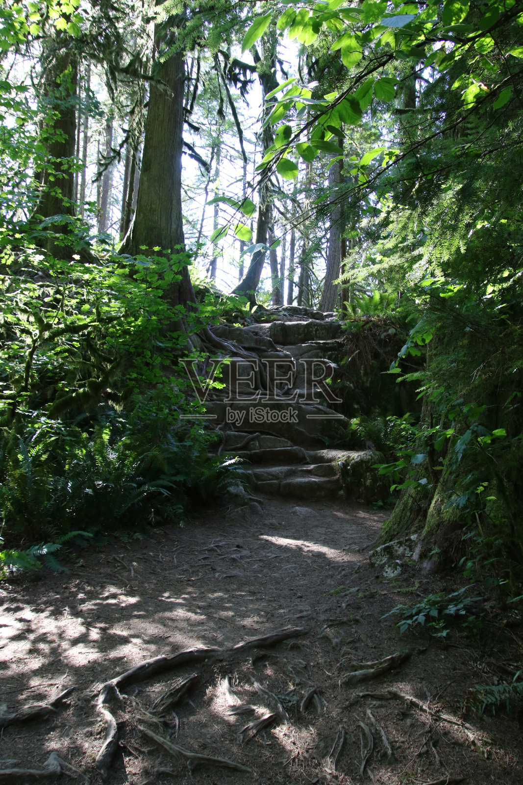 一条通往天然石阶的树林小径照片摄影图片