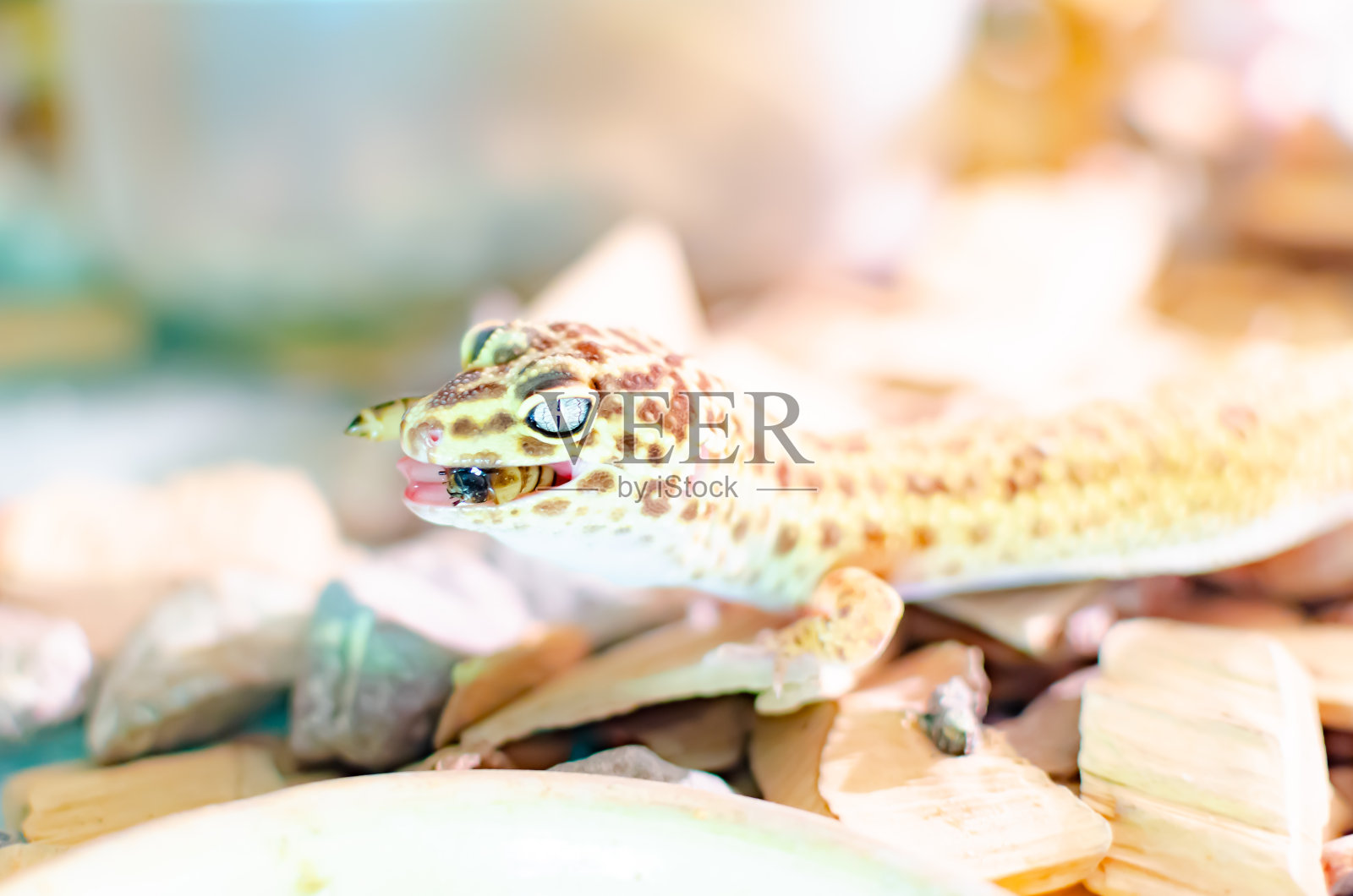 豹壁虎(Eublepharis macularius)。照片摄影图片