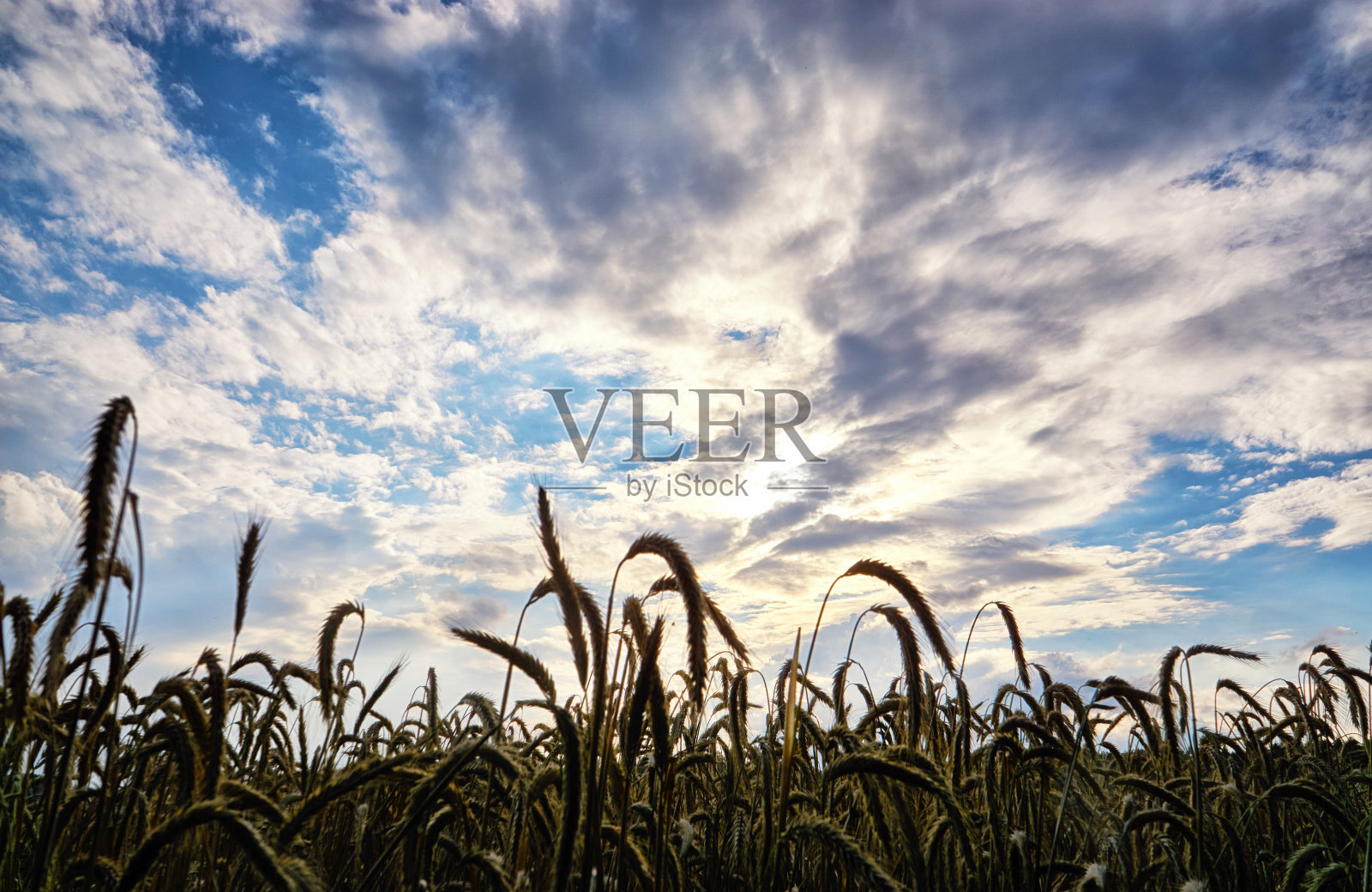 夕阳下田园诗般的玉米地。背景是天空中戏剧性的云彩。照片摄影图片