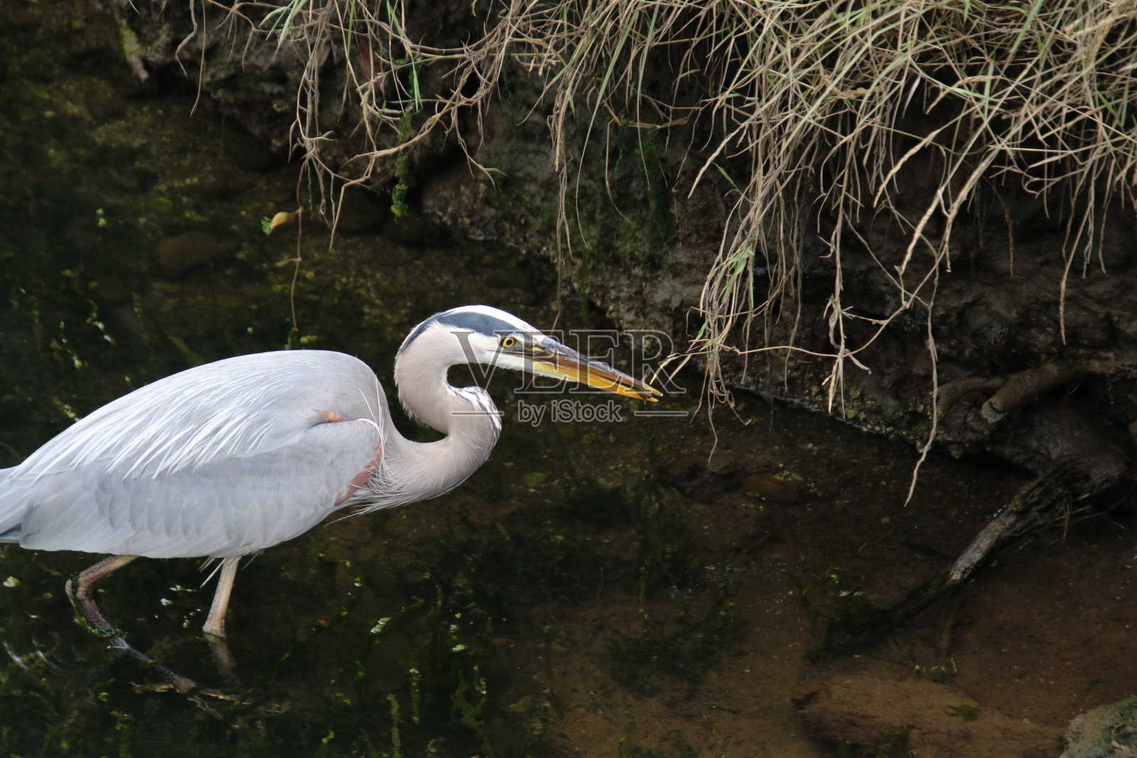 小溪里一只大蓝鹭和一条小鱼照片摄影图片
