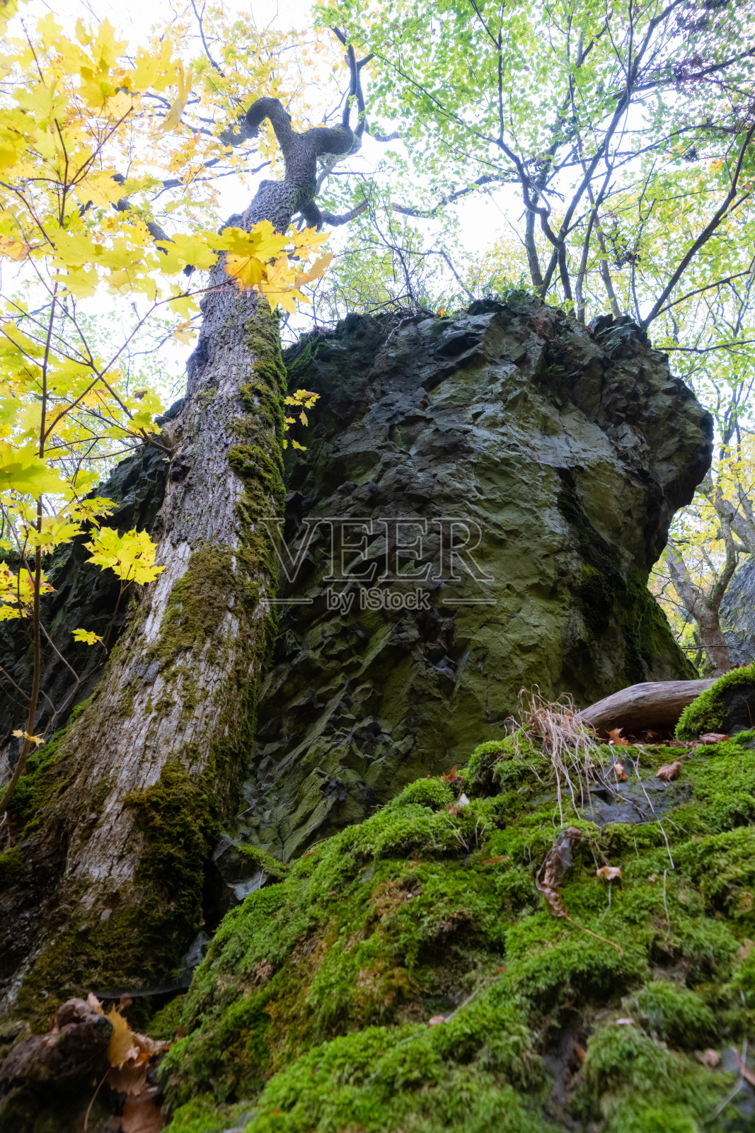 森林中的雾照片摄影图片