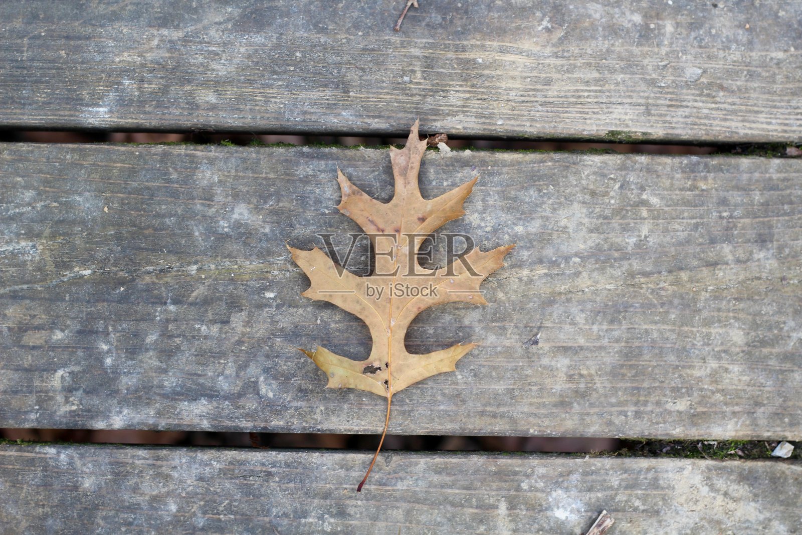 单一的橡树的叶子照片摄影图片