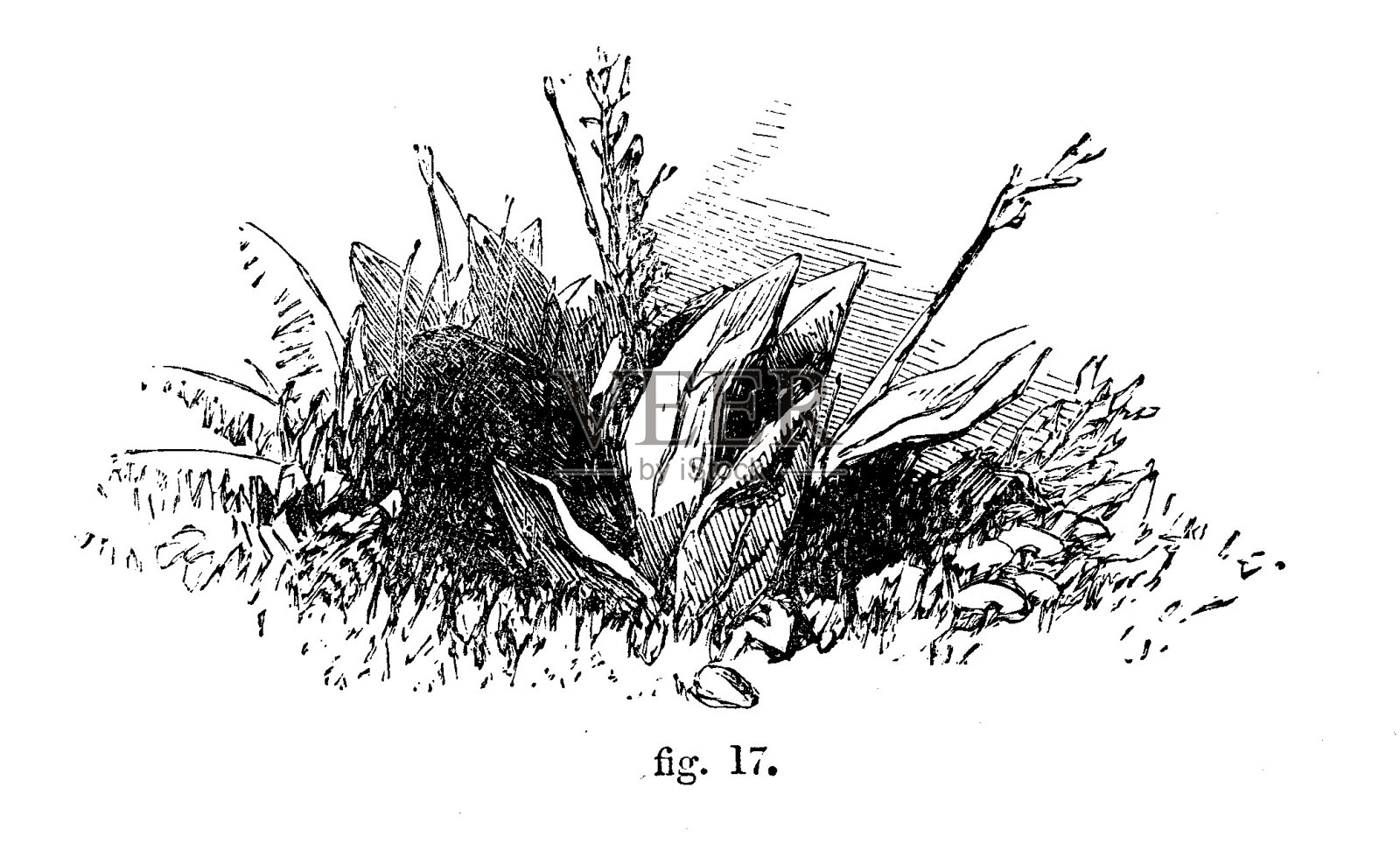 维多利亚时代的黑白简单线条画一组船坞叶子，显示如何遮阳;罗伯特·斯科特·伯恩1860年的《自助百科全书》中的绘图和遮阳技术。设计元素图片