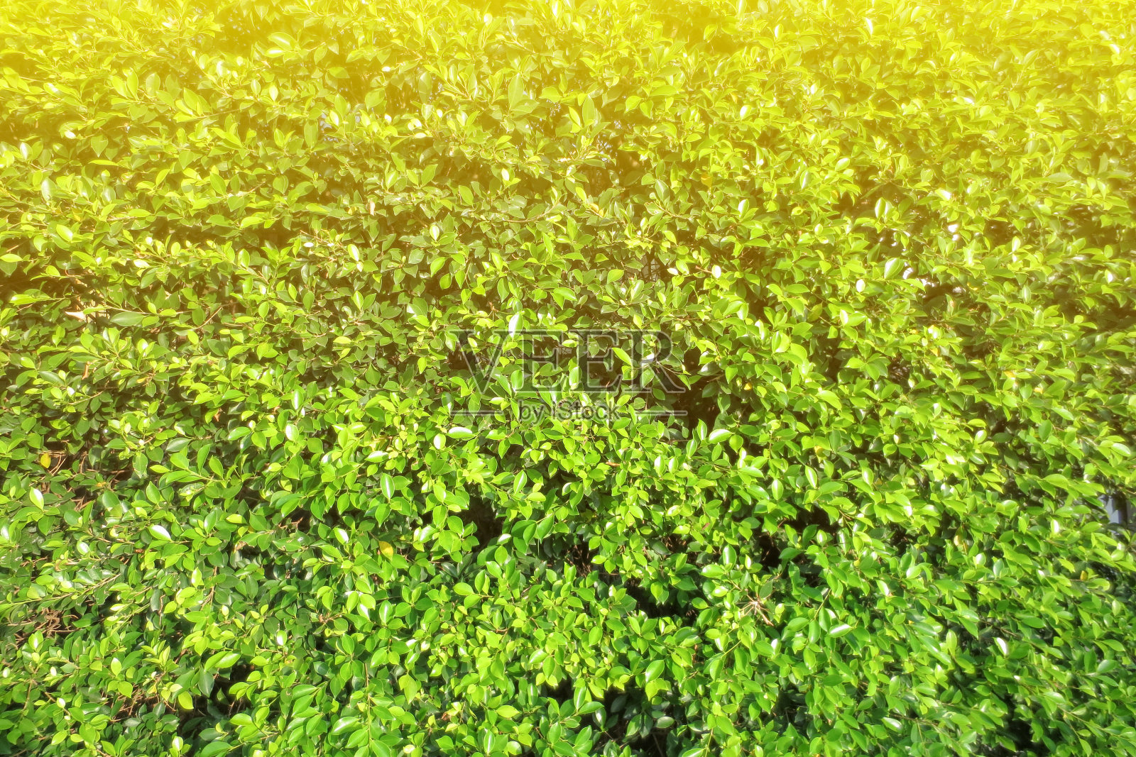 绿色的叶子纹理与编辑的光和颜色照片摄影图片