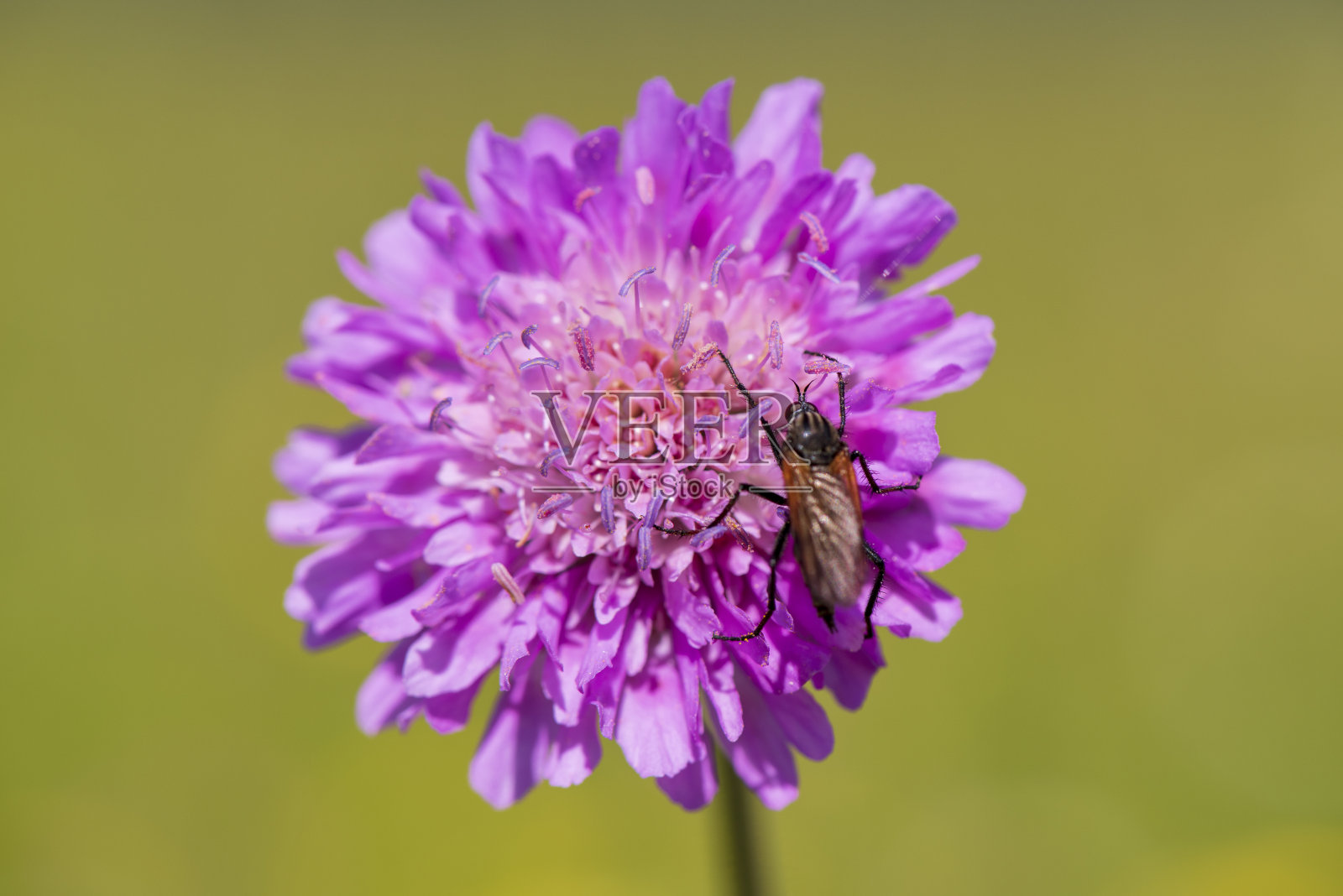 特写的开花头在草地在春天照片摄影图片