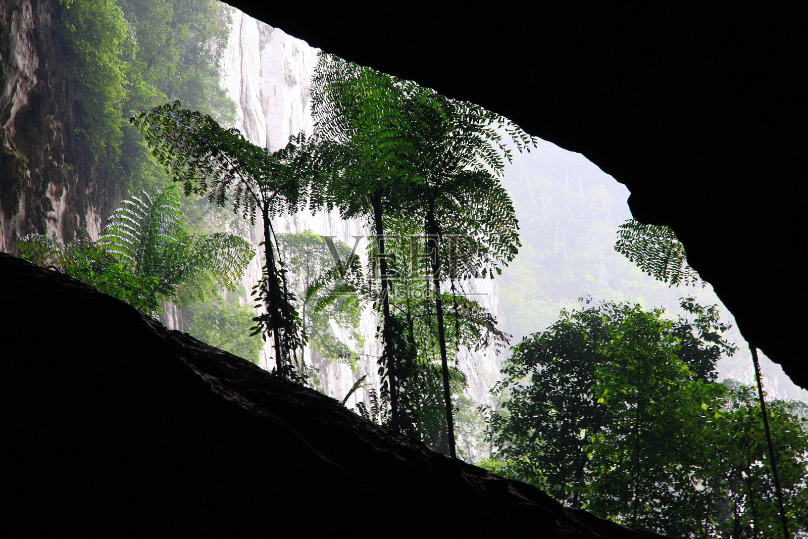 沙漠生物照片摄影图片