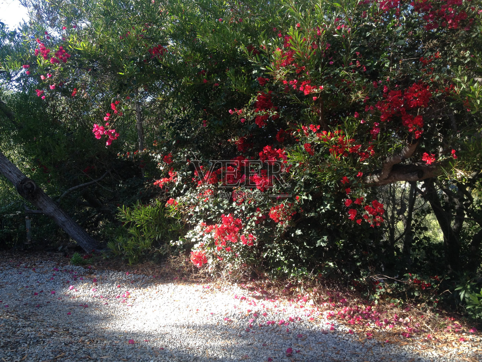 盛开的叶子花属照片摄影图片