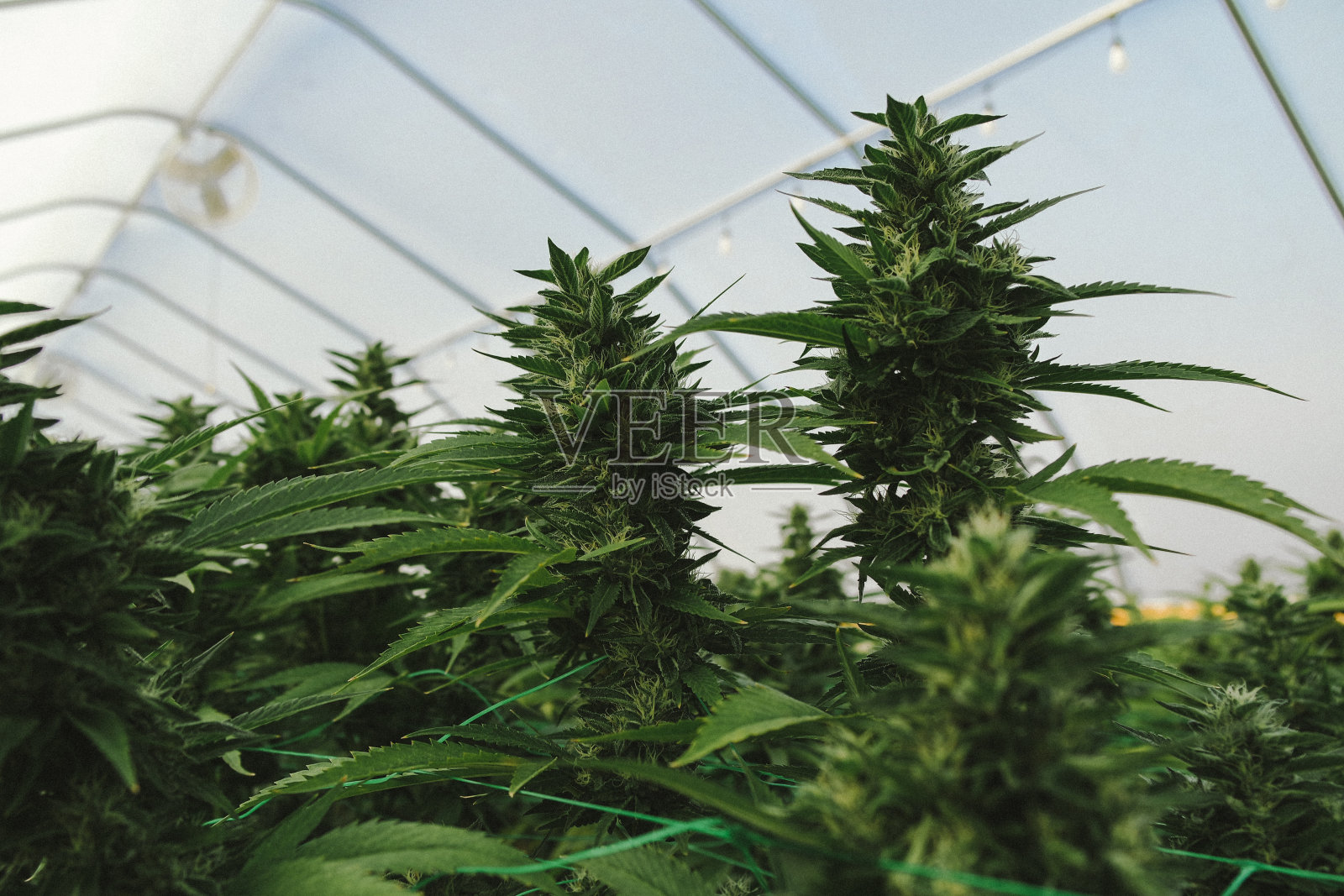 大麻花植物照片摄影图片