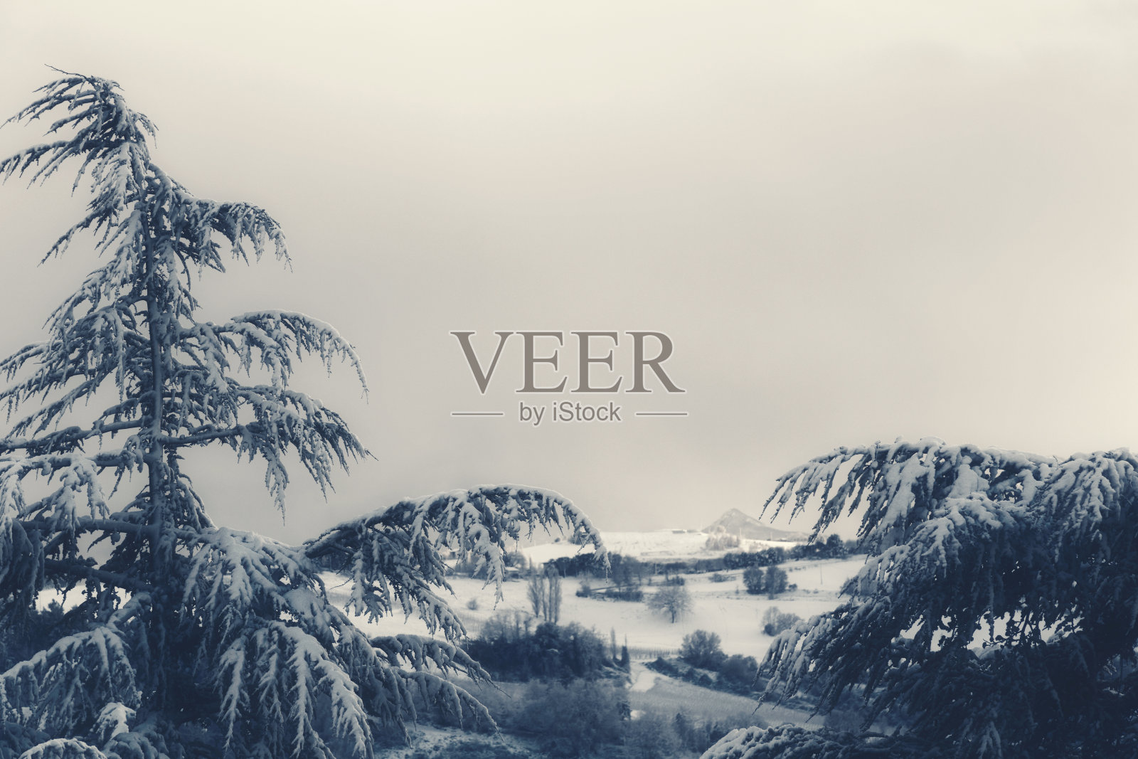 暴风雪在冬日里，冷杉飘雪照片摄影图片