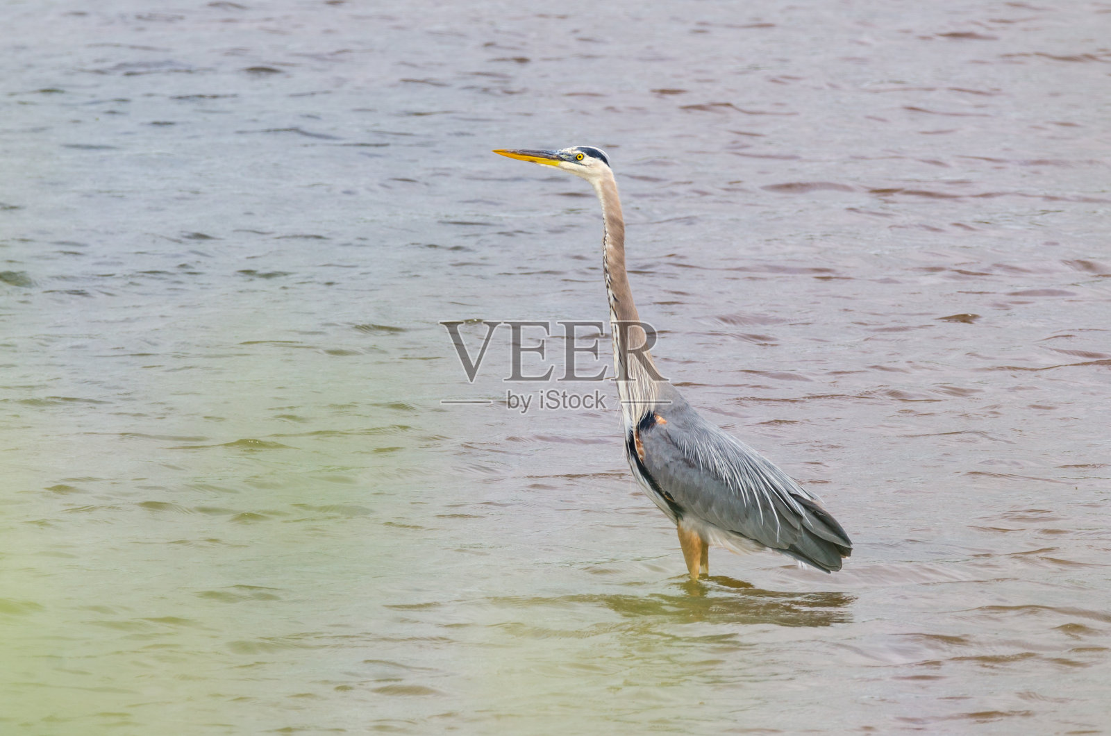 大蓝鹭(Ardea herodias)在海湾捕鱼。照片摄影图片