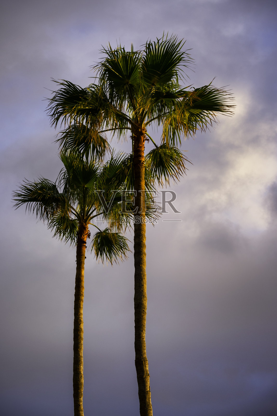 大加那利群岛的棕榈树照片摄影图片