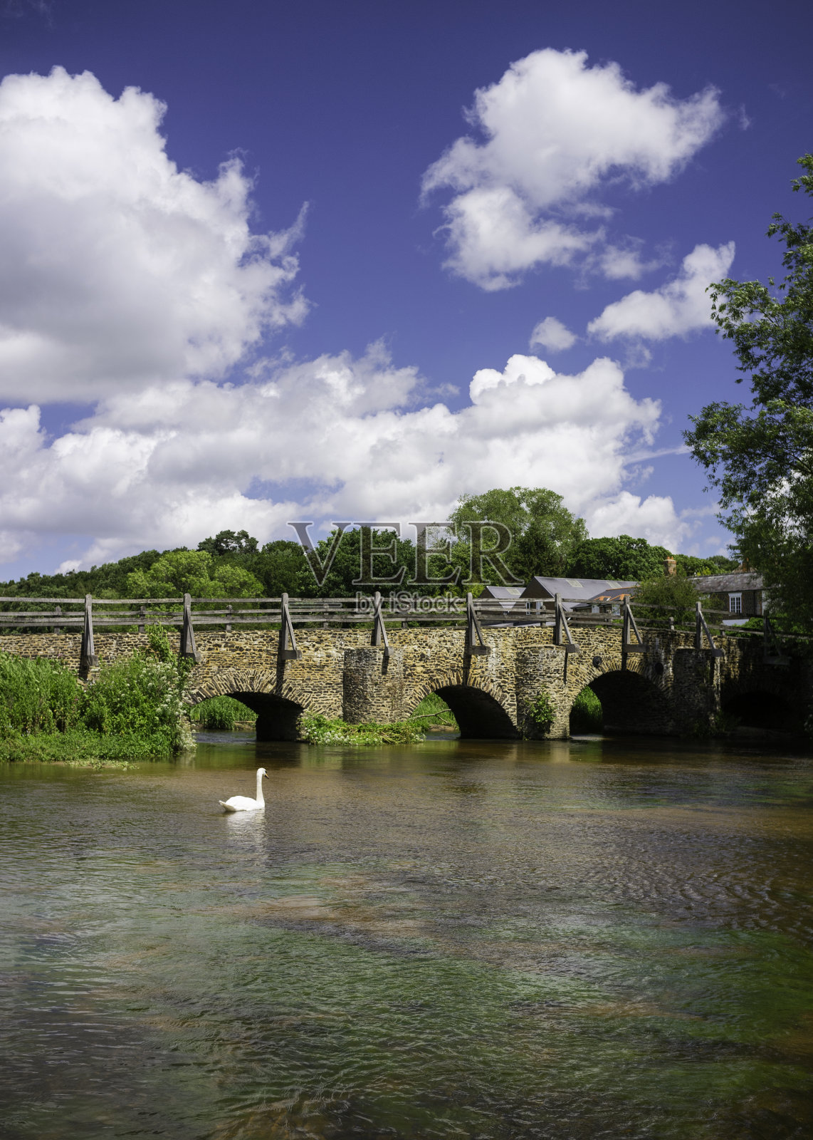 萨里郡蒂尔福德韦河上的天鹅照片摄影图片