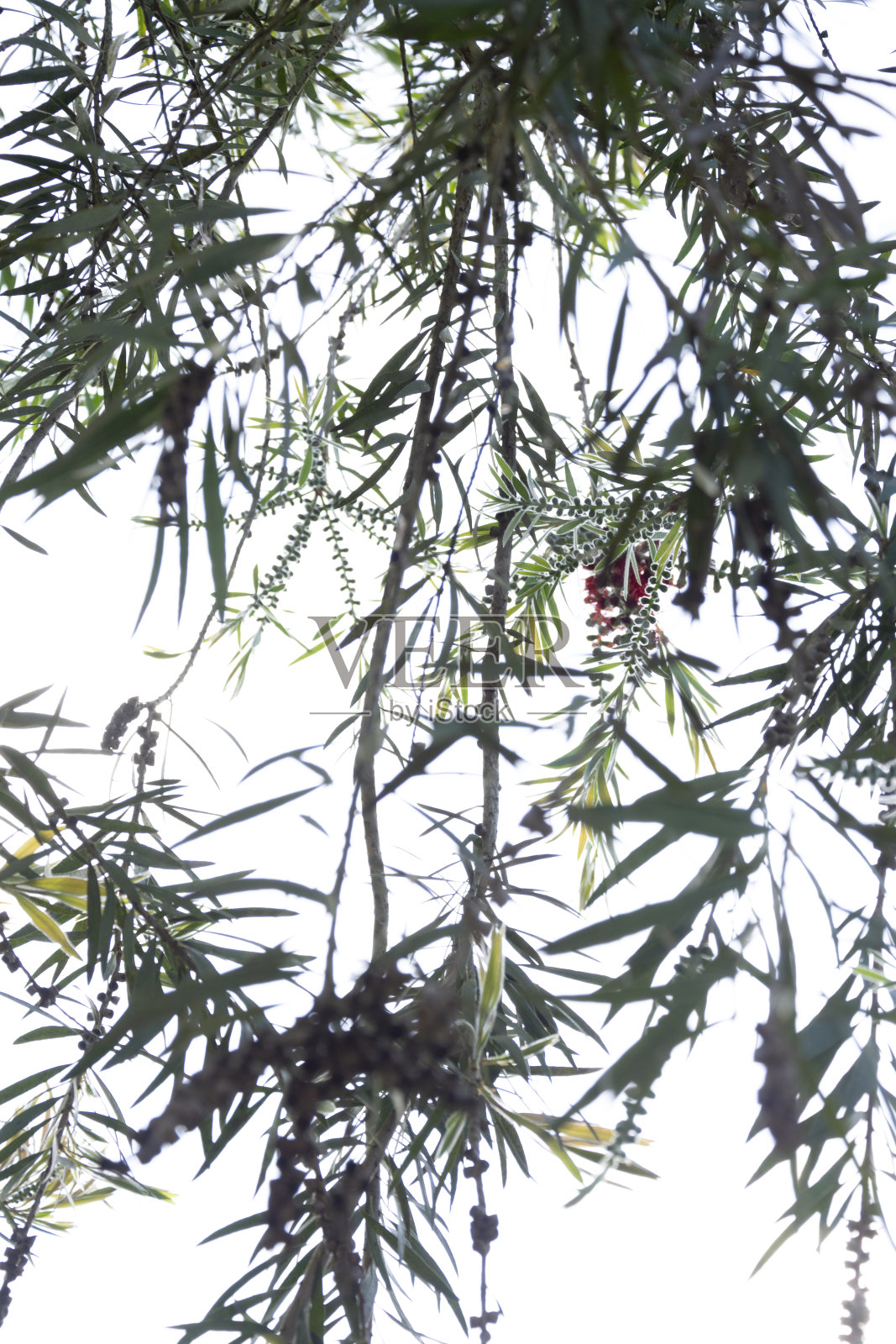 叶子在自然界中照片摄影图片