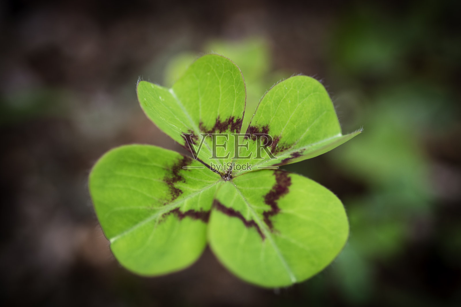 四叶苜蓿照片摄影图片