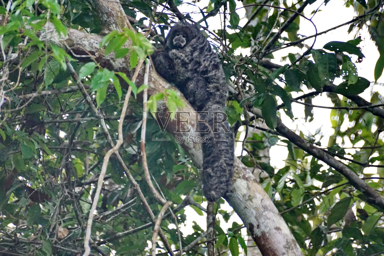 黑色粗尾猴猴照片摄影图片
