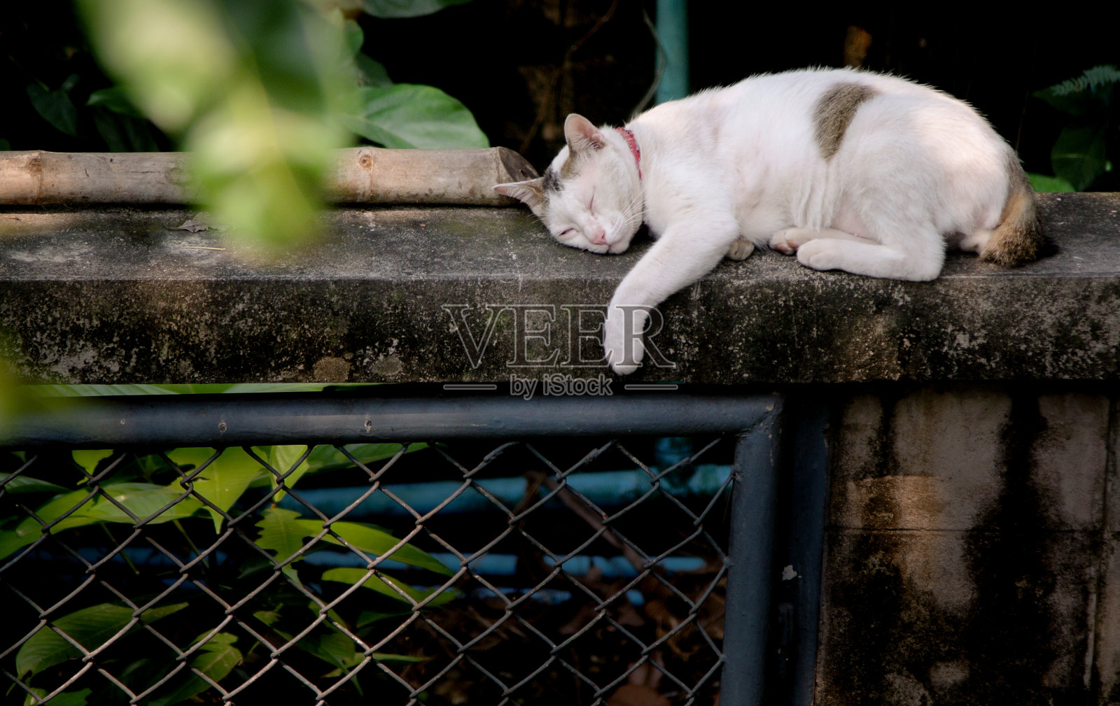 趴在墙上睡觉的猫照片摄影图片
