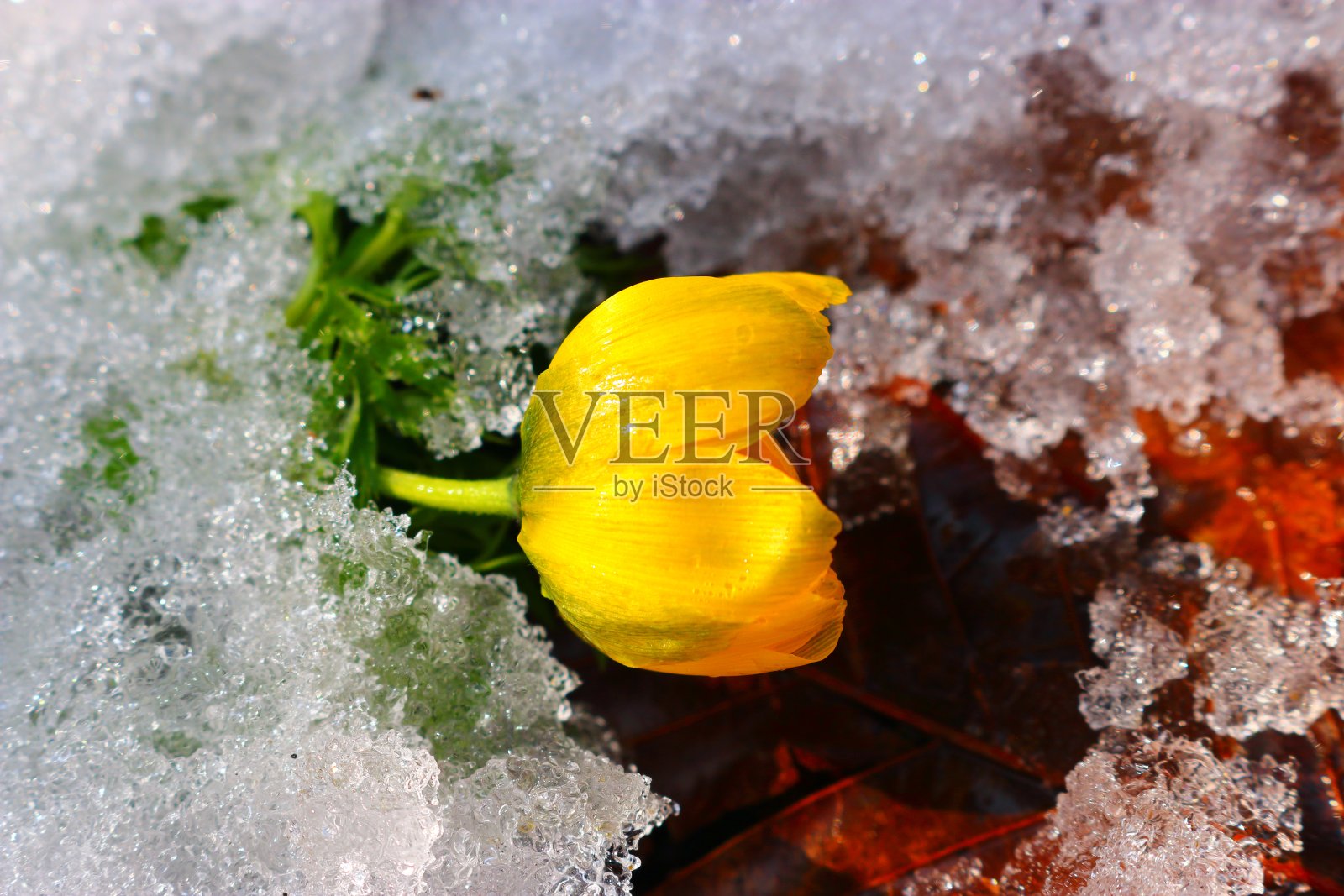 福寿草，沙丽尼林间路，雪，照片摄影图片